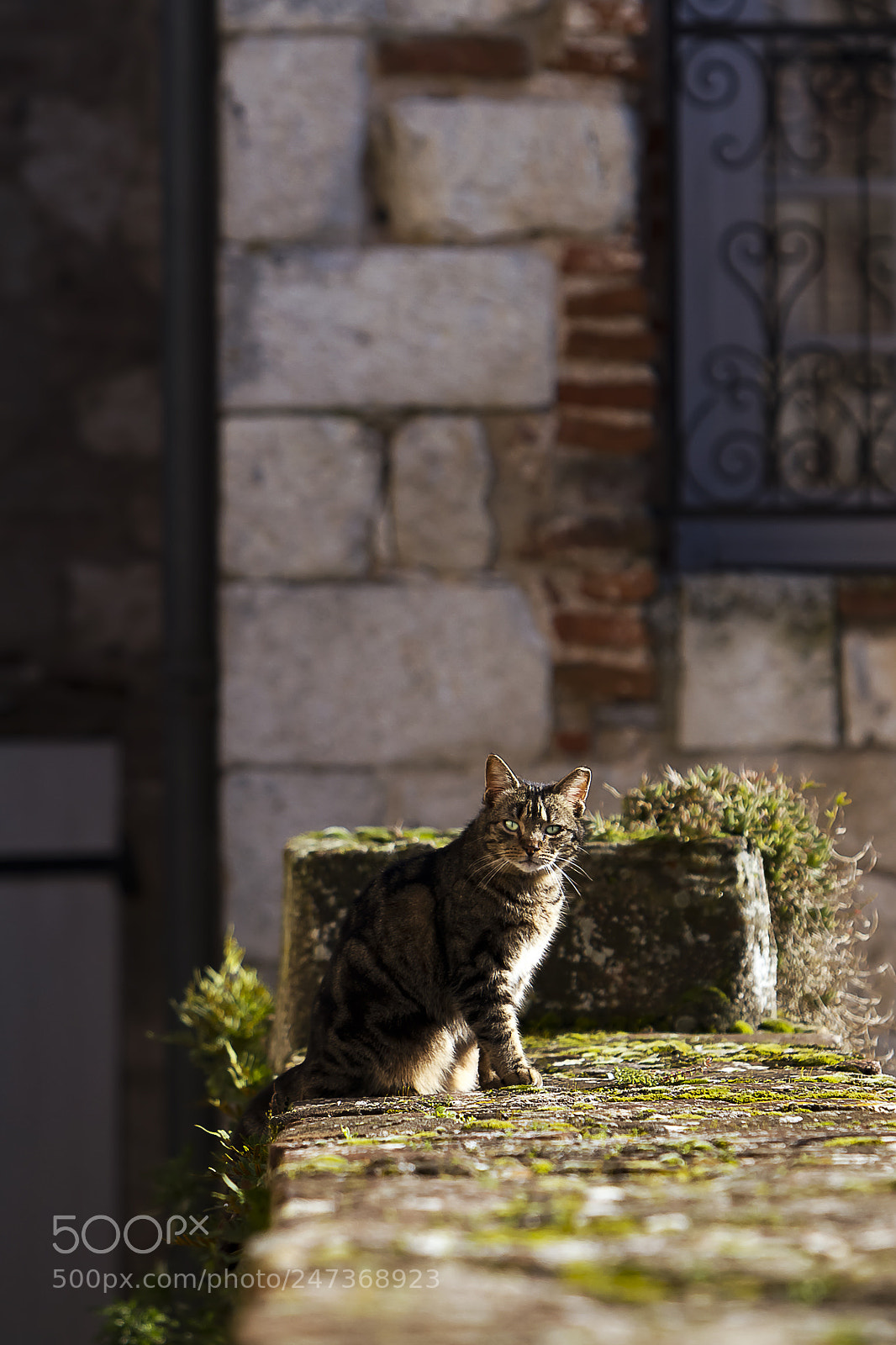 Canon EOS 7D sample photo. Cat photography
