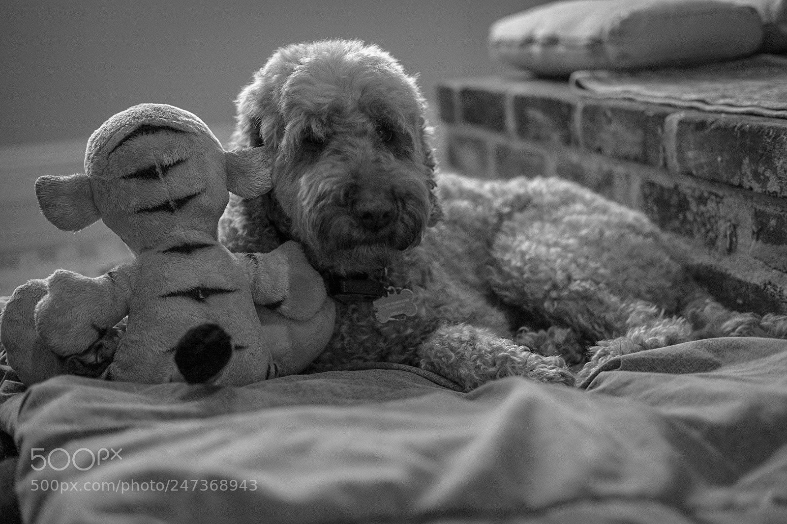 Fujifilm X-T20 sample photo. Cheddar & tigger photography