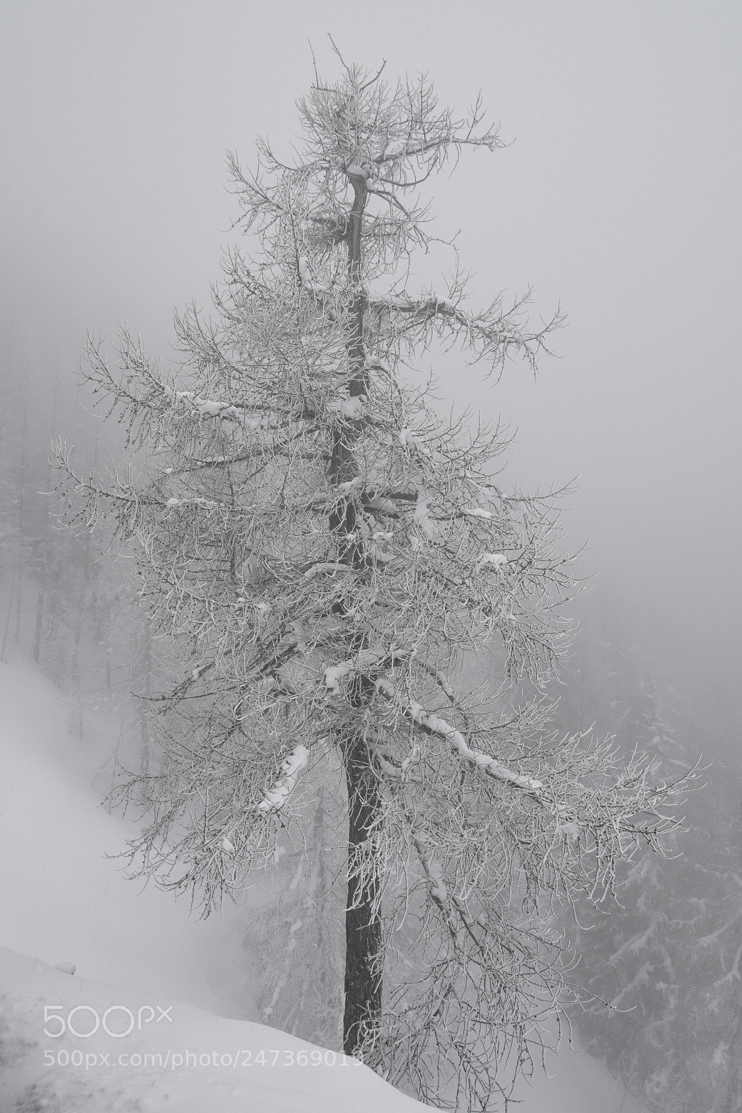 Sony a6500 sample photo. Alpine tree photography
