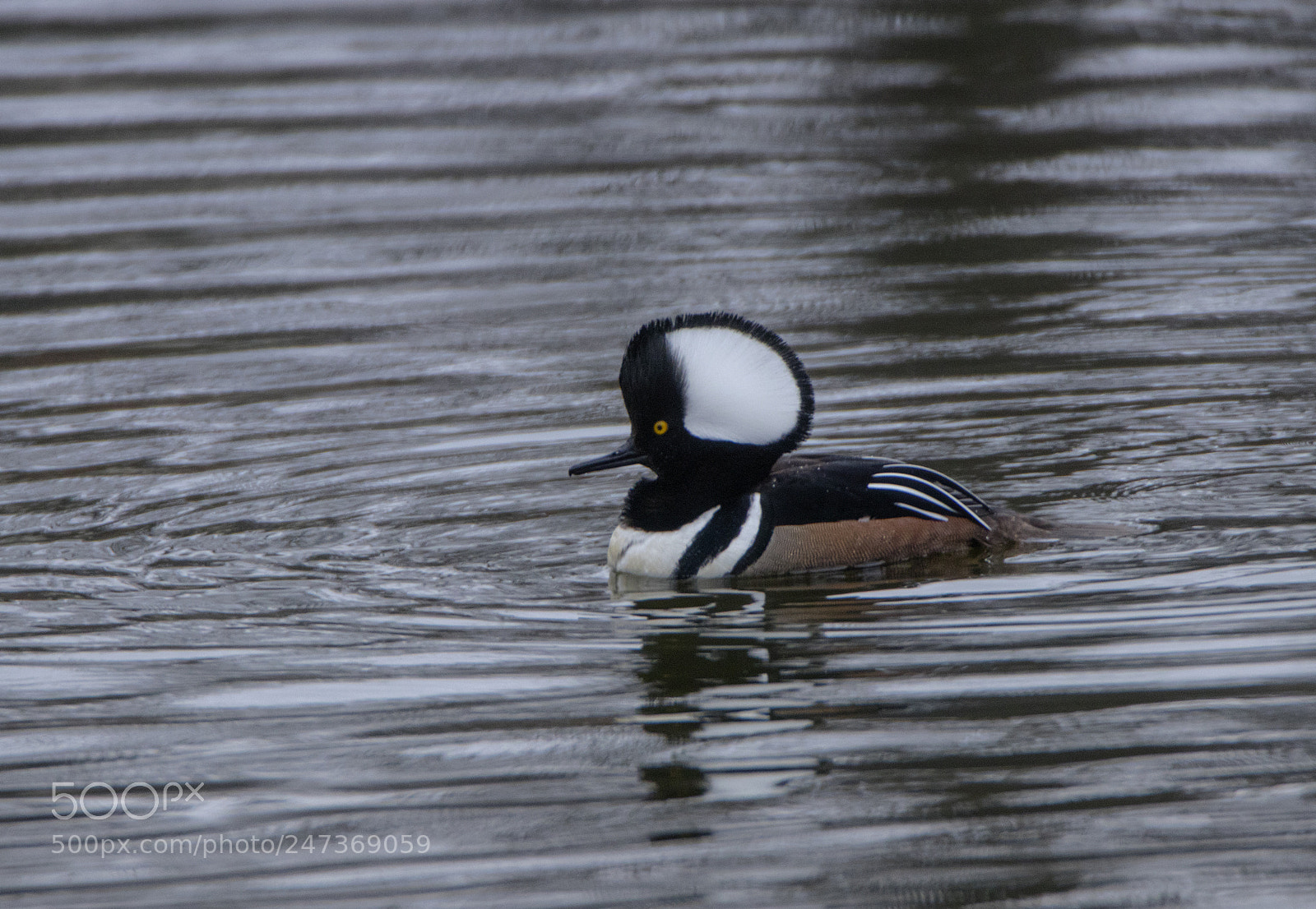 Canon EOS 80D sample photo. Merganser male on courtship photography
