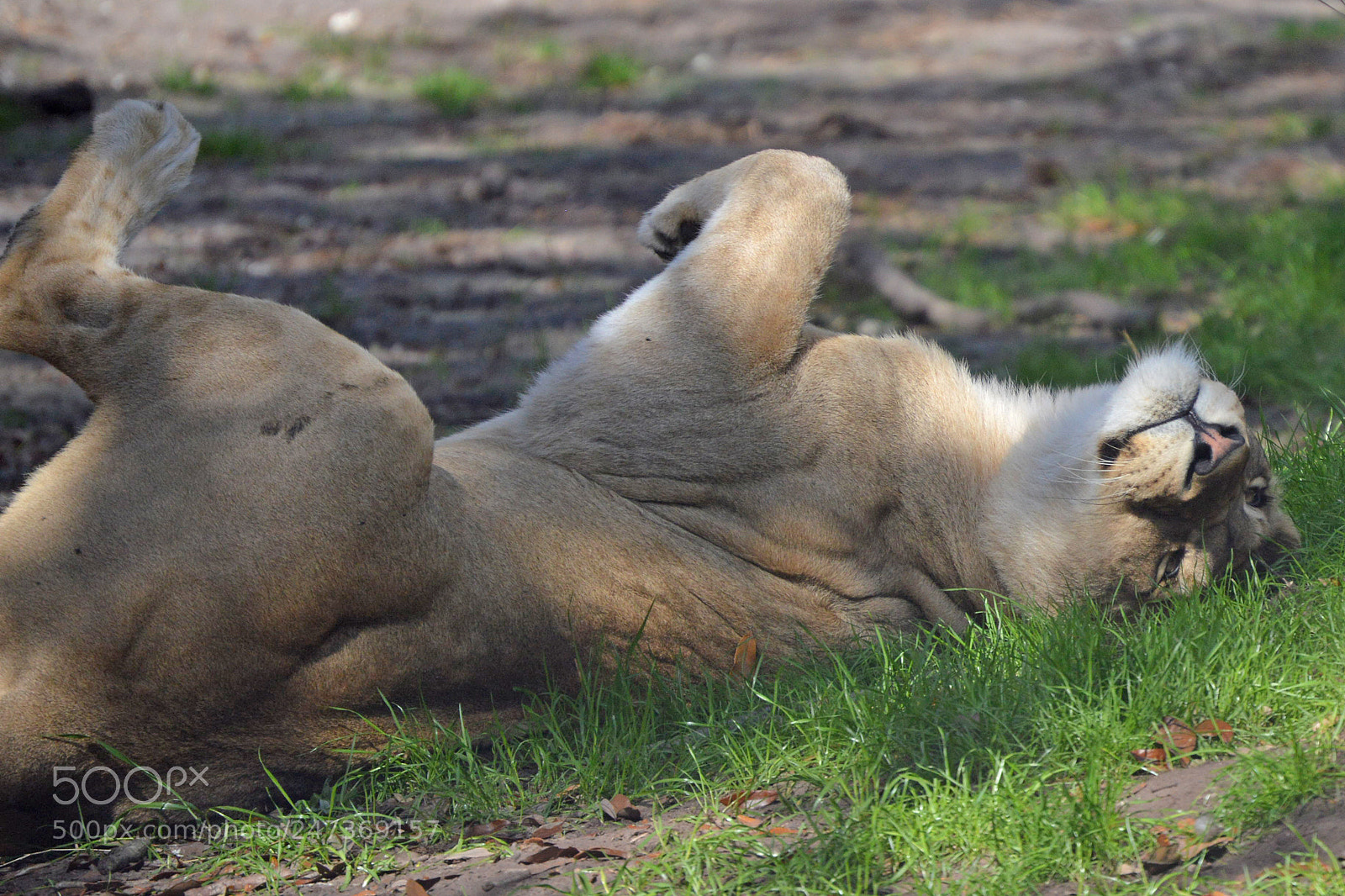 Nikon D3200 sample photo. Panthera leo photography