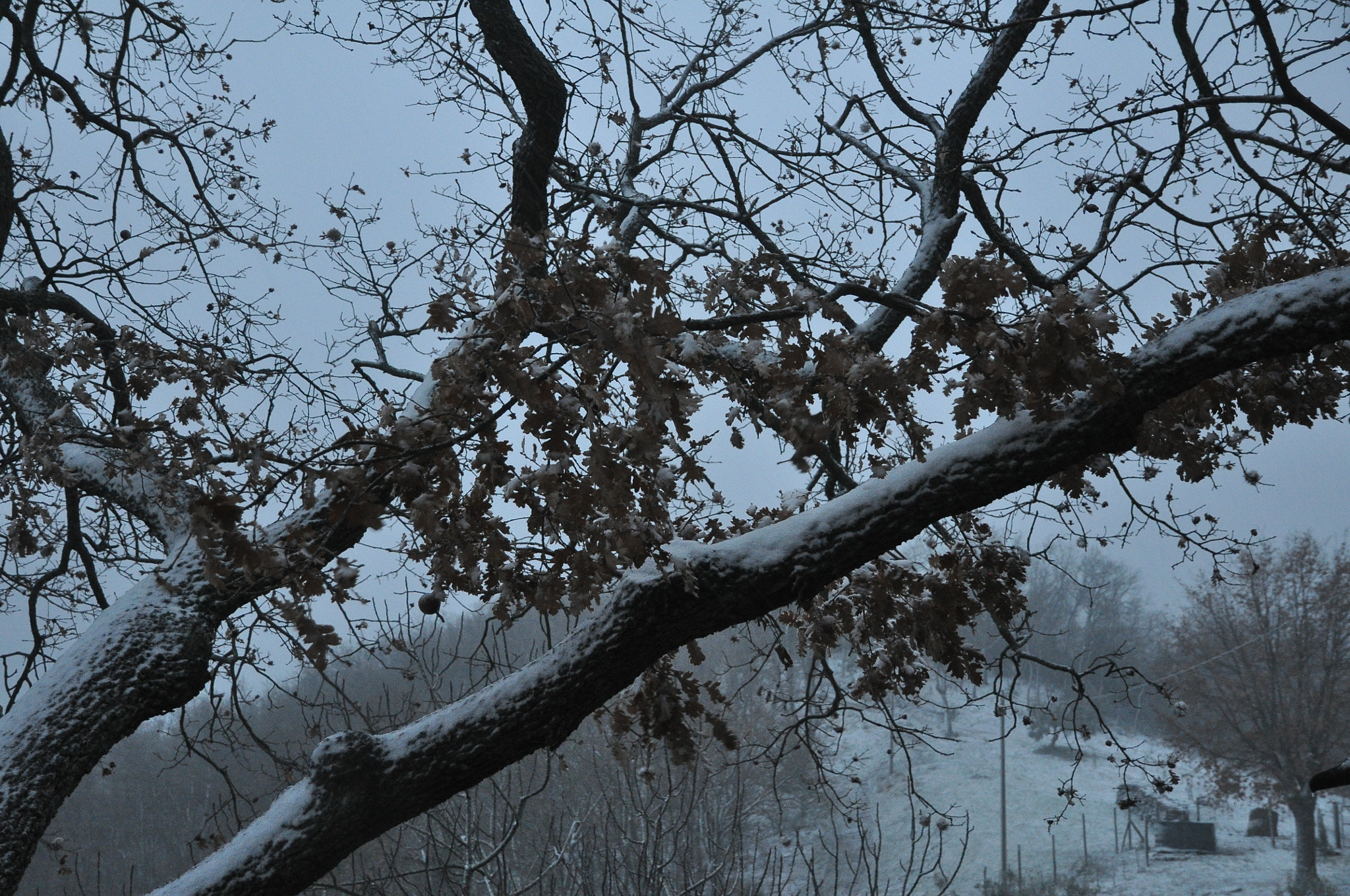 Nikon D90 sample photo. Neve photography