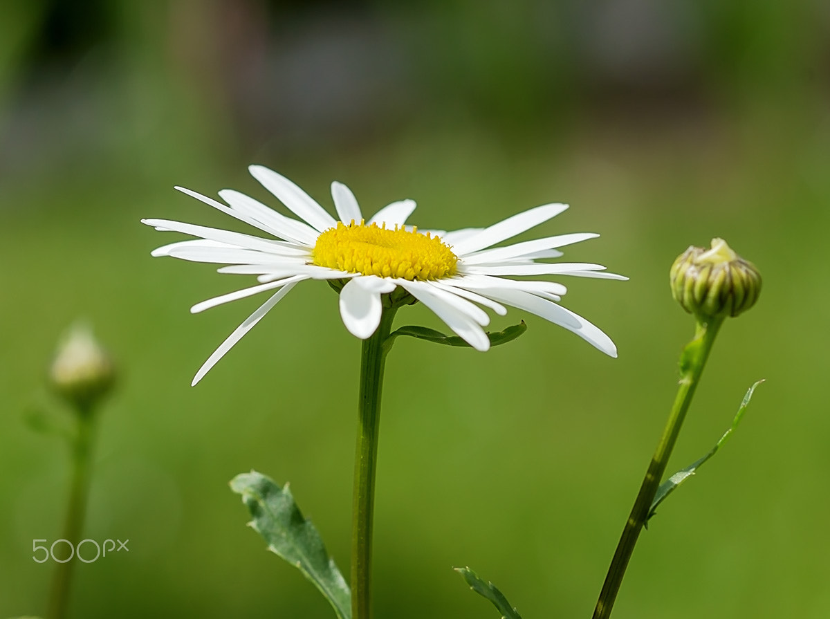 Sony SLT-A77 sample photo. 05043.jpg photography