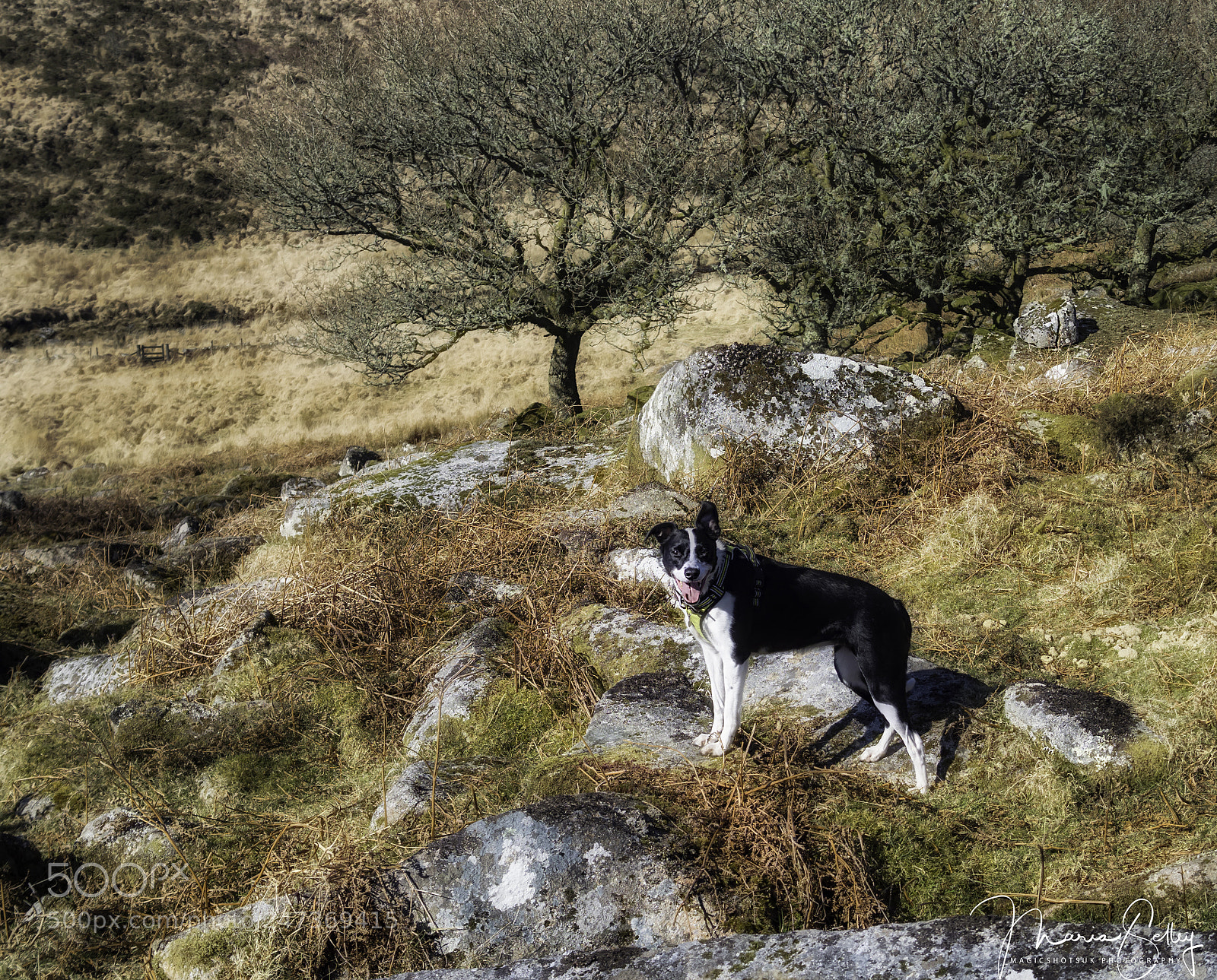Olympus OM-D E-M1 Mark II sample photo. In the sunshine photography
