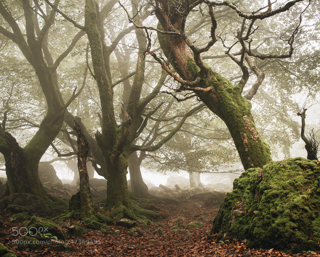 Canon EOS M sample photo. Living trees photography