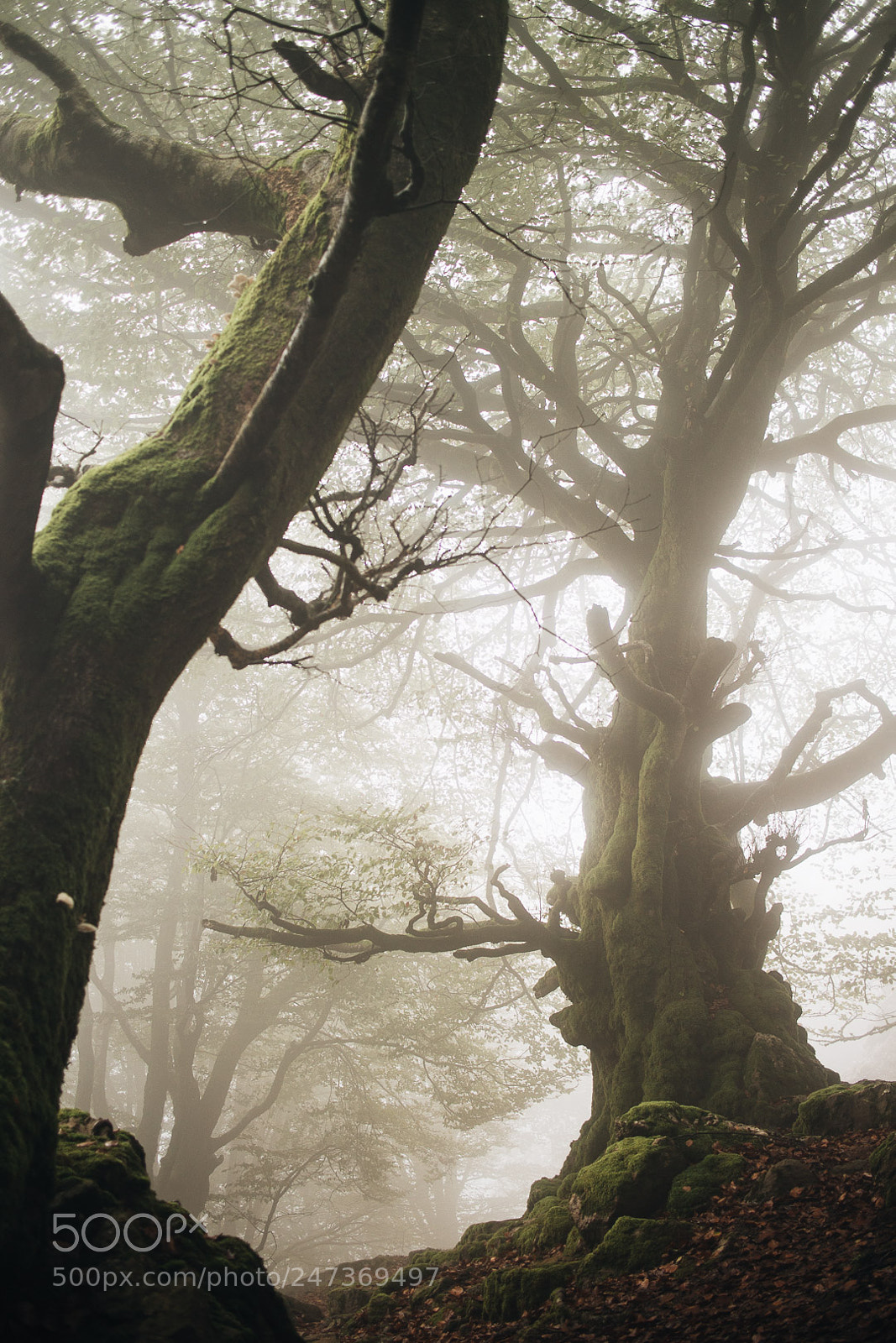 Canon EOS M sample photo. Deep forest photography