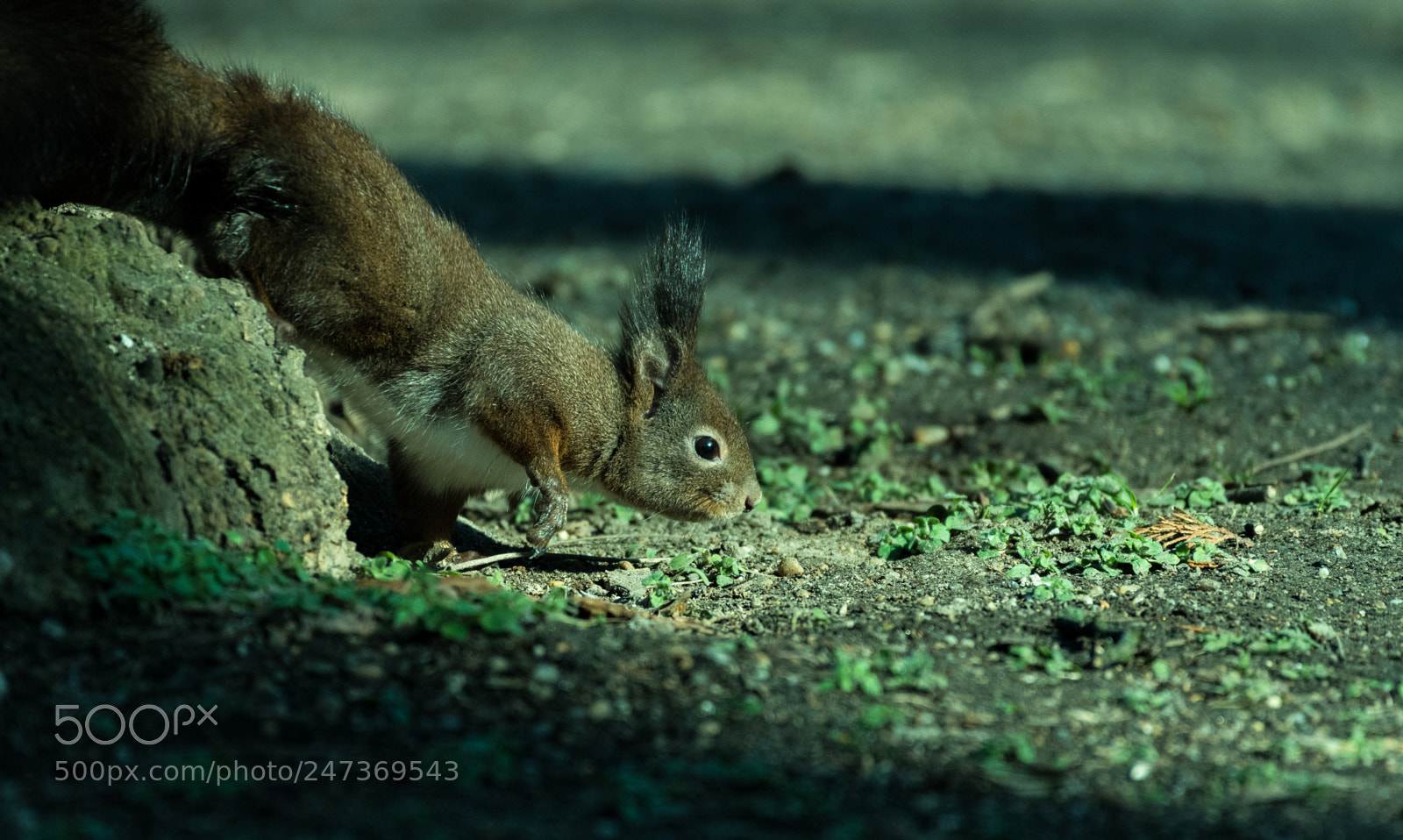 Nikon D5500 sample photo. Squirrel photography