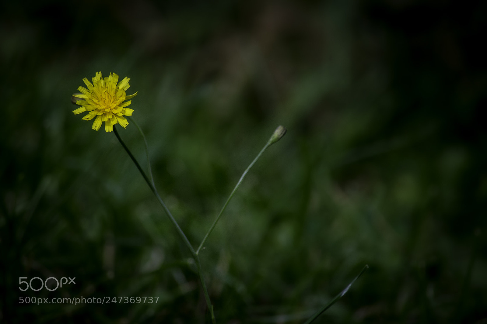 Nikon D3100 sample photo. Dandelion photography