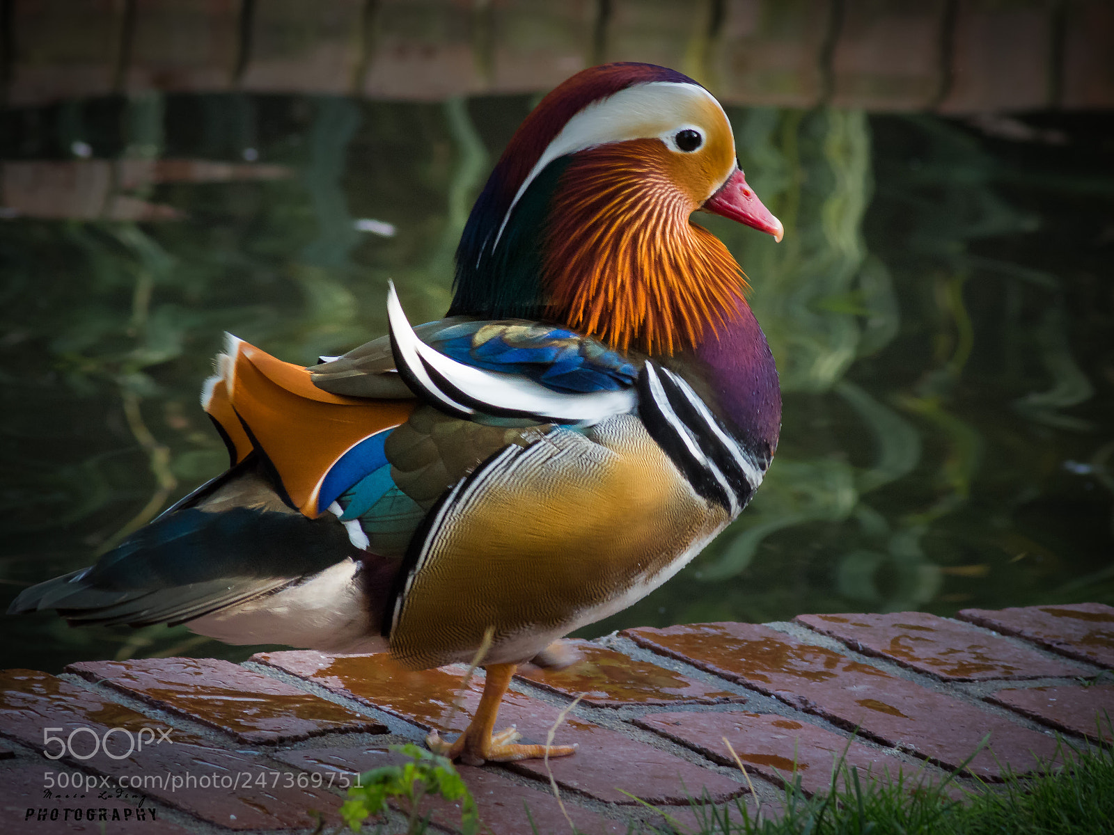 Canon EOS 700D (EOS Rebel T5i / EOS Kiss X7i) sample photo. Mandarinente photography