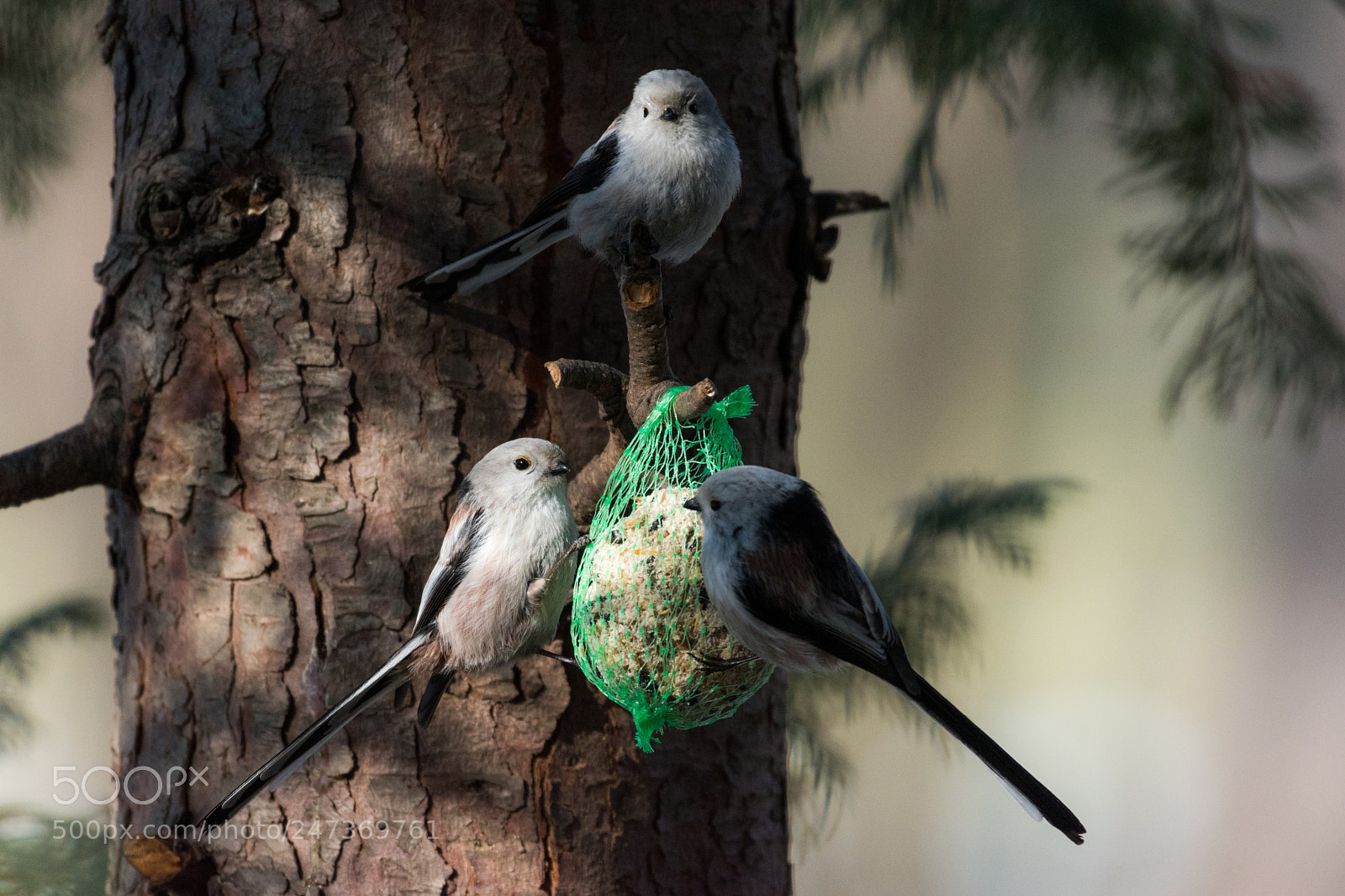 Nikon D5500 sample photo. Long-tailed tit photography