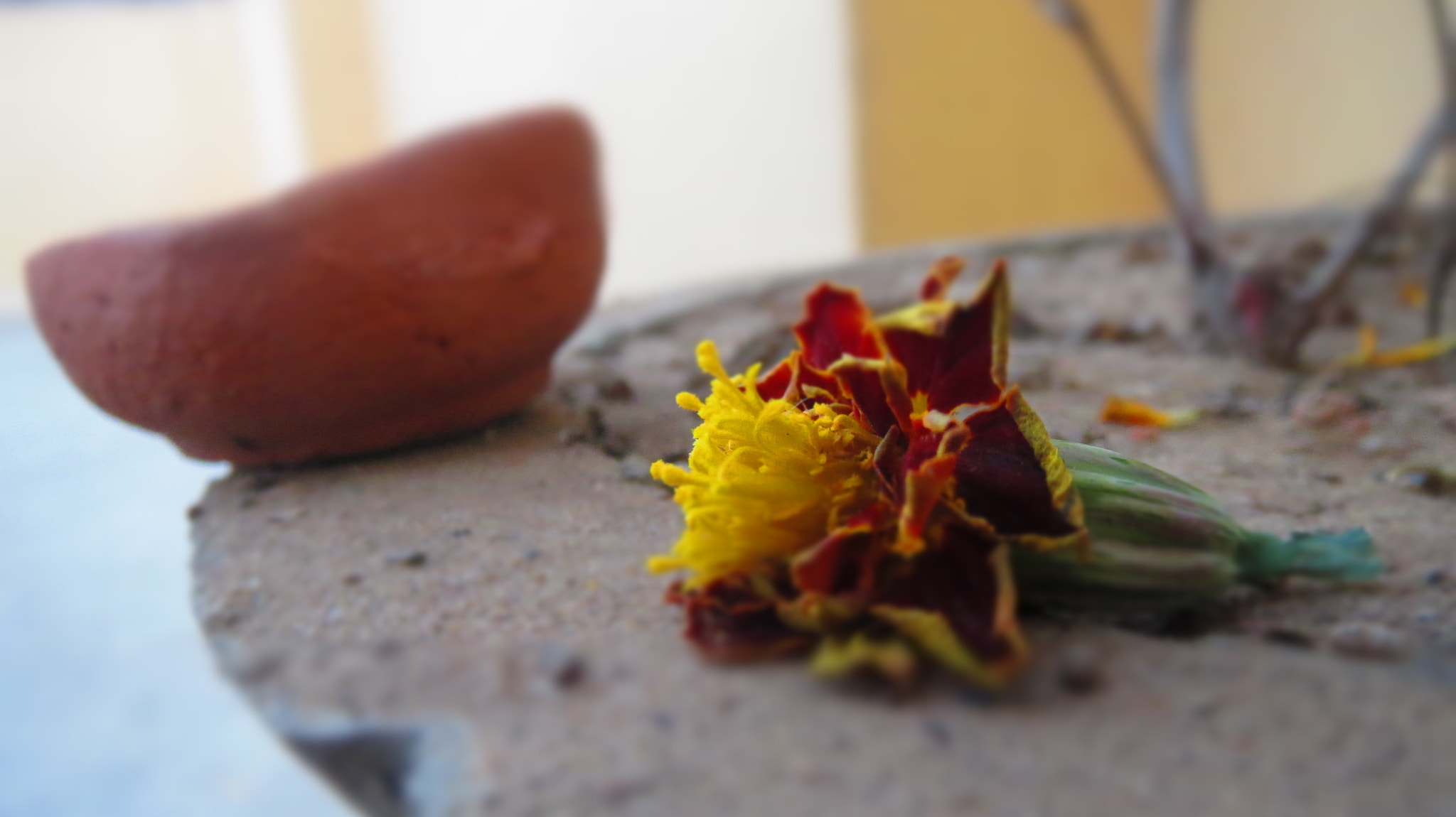 Canon PowerShot ELPH 530 HS (IXUS 510 HS / IXY 1) sample photo. Diya and the dead flower .... photography