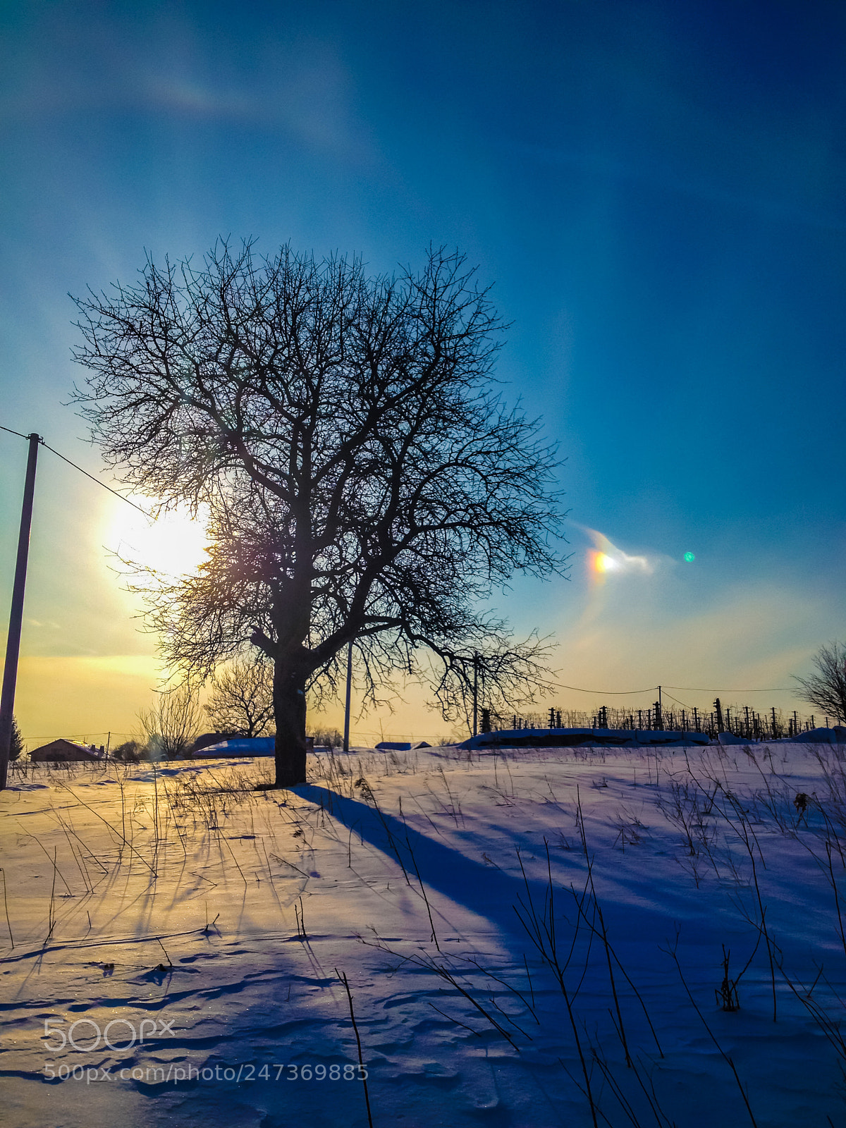 Apple iPhone 4S sample photo. Tree in the snow photography