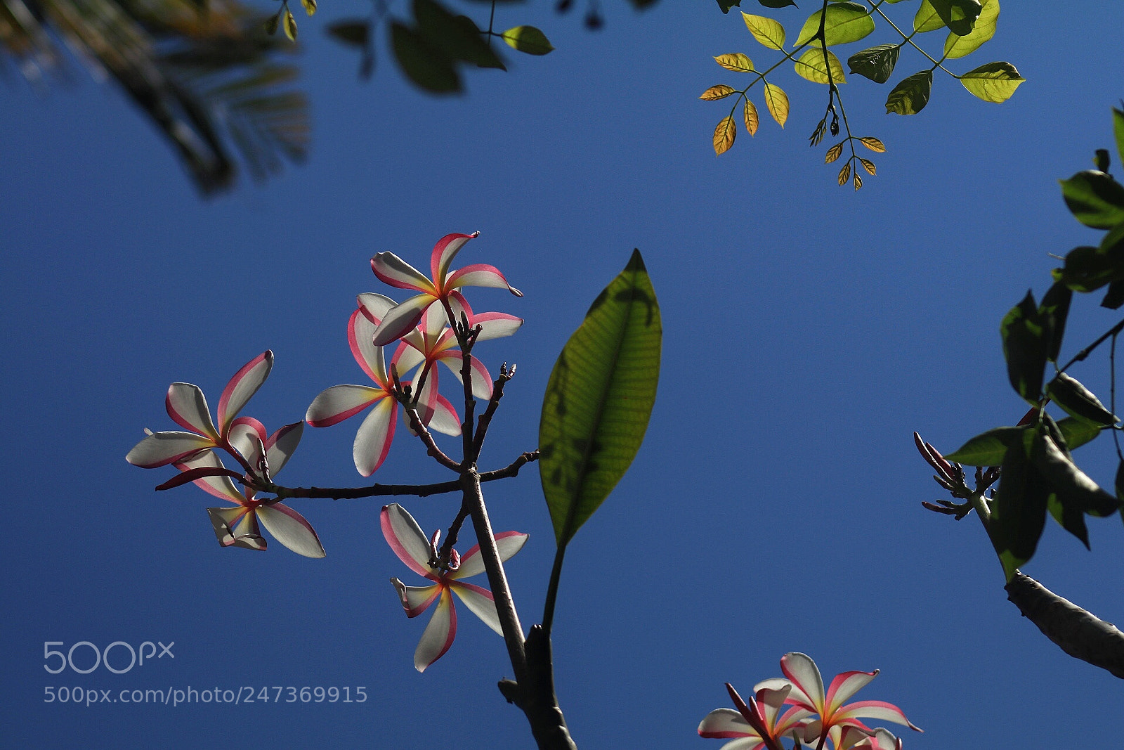 Canon EOS 80D sample photo. Summer photography