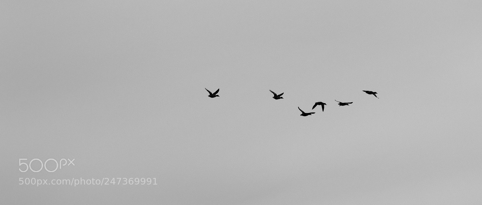 Nikon D3200 sample photo. Flock photography