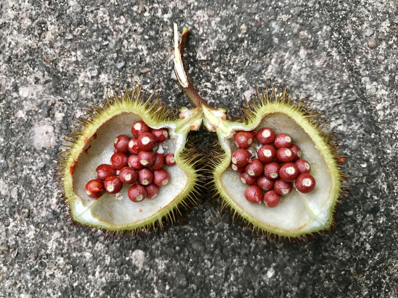 Apple iPhone 7 Plus sample photo. Red seed photography