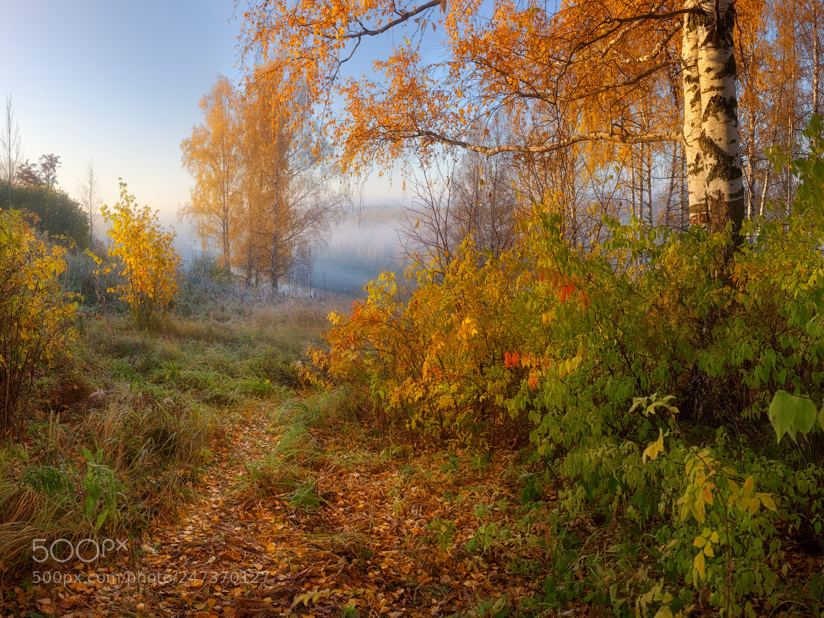 Nikon D3X sample photo. Autumn palette photography