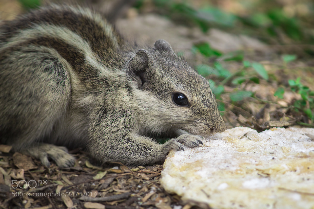 Canon EOS 1300D (EOS Rebel T6 / EOS Kiss X80) sample photo. Squirrel photography