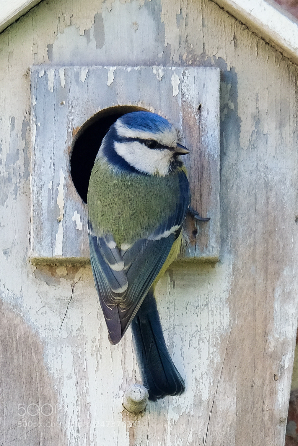 Fujifilm X-T10 sample photo. Blue tit photography