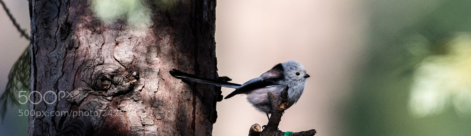 Nikon D5500 sample photo. Long-tailed tit photography
