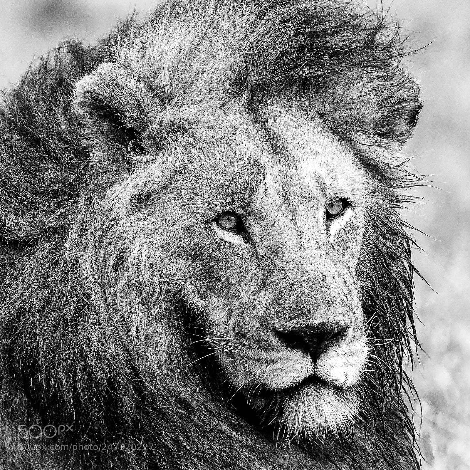 Nikon D850 sample photo. Lion glance, b&w photography