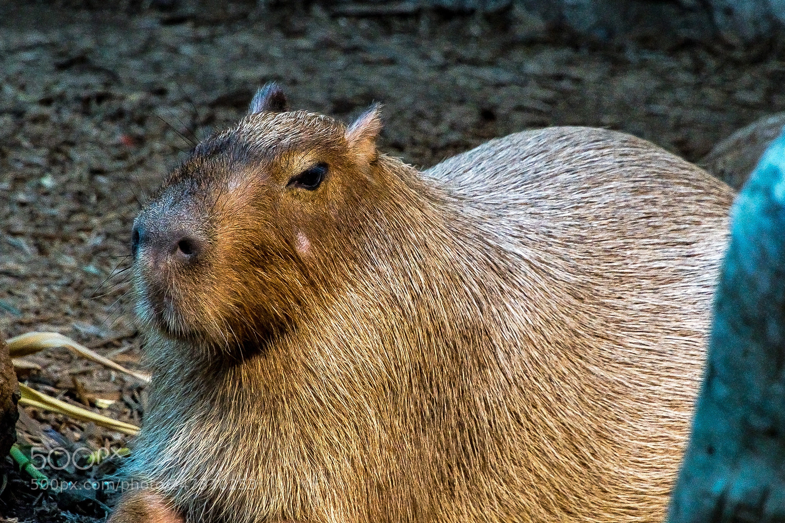 Sony a9 sample photo. World's largest rat photography