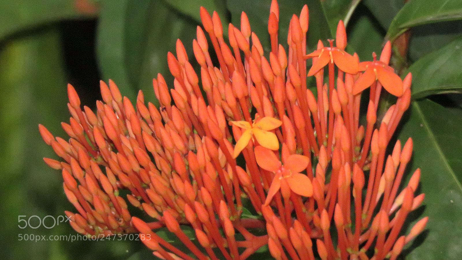 Canon PowerShot SX60 HS sample photo. Natural flower photography