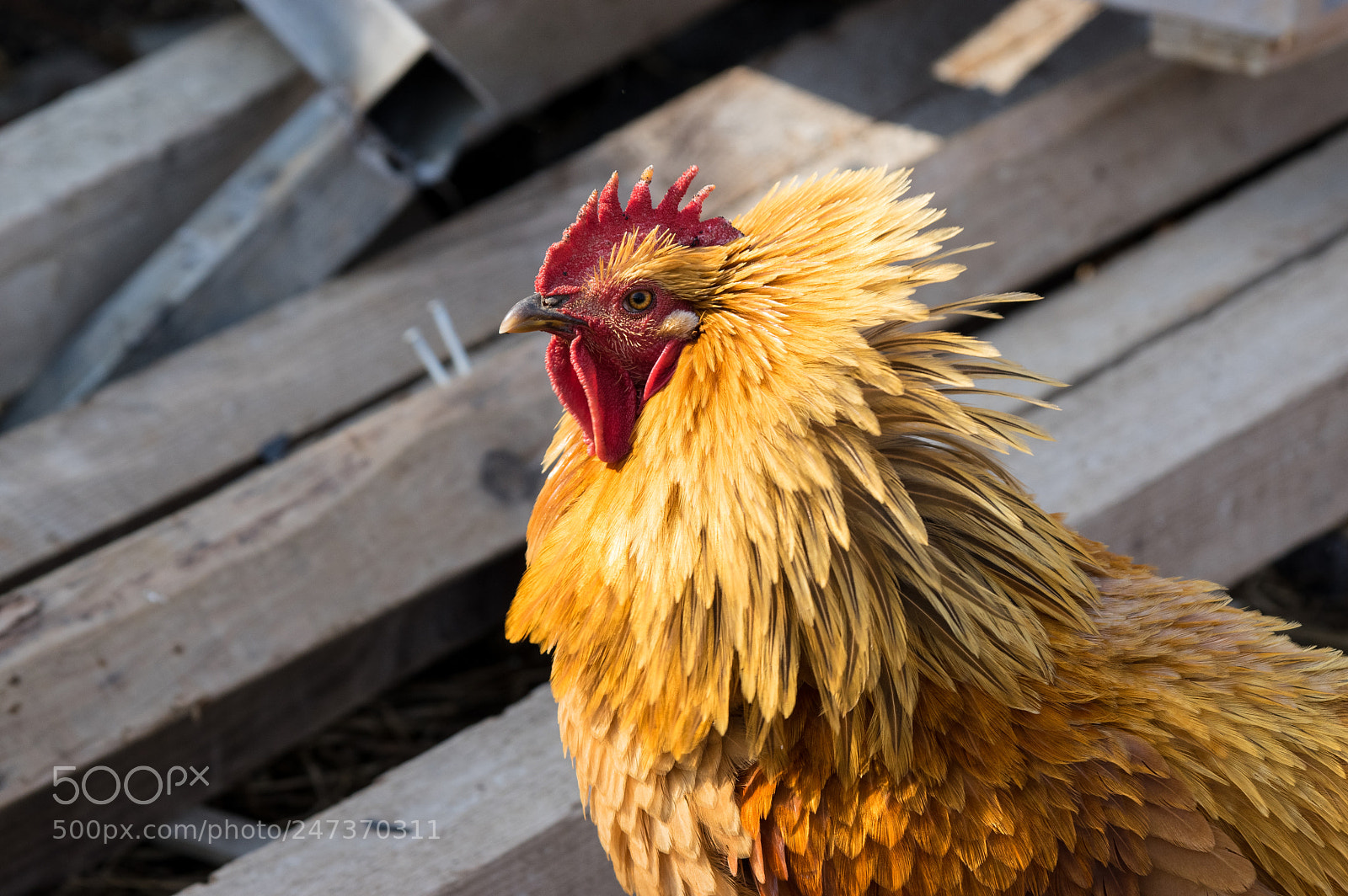 Pentax K-3 sample photo. Bigger than you photography