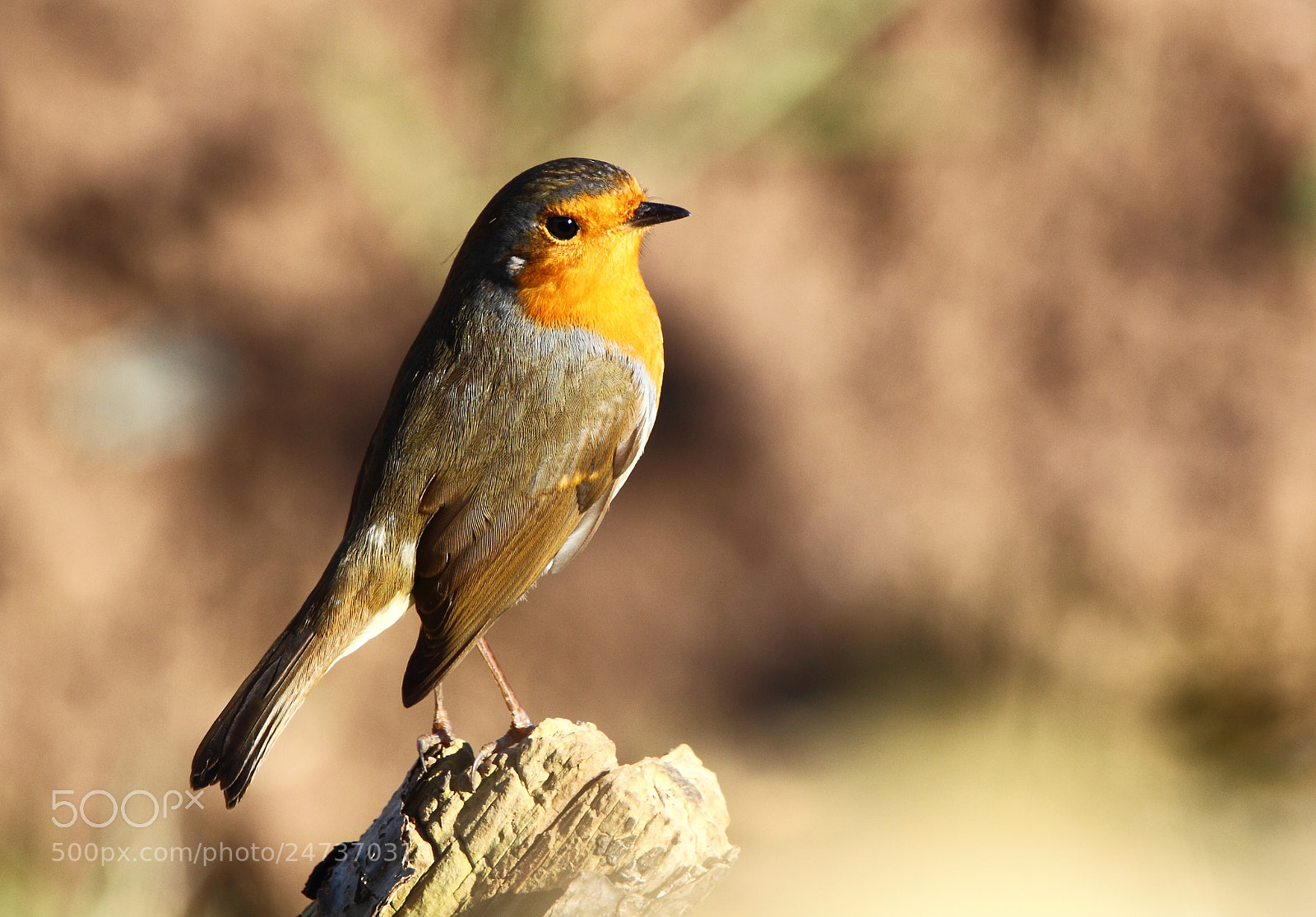 Canon EOS-1D Mark IV sample photo. Robin photography