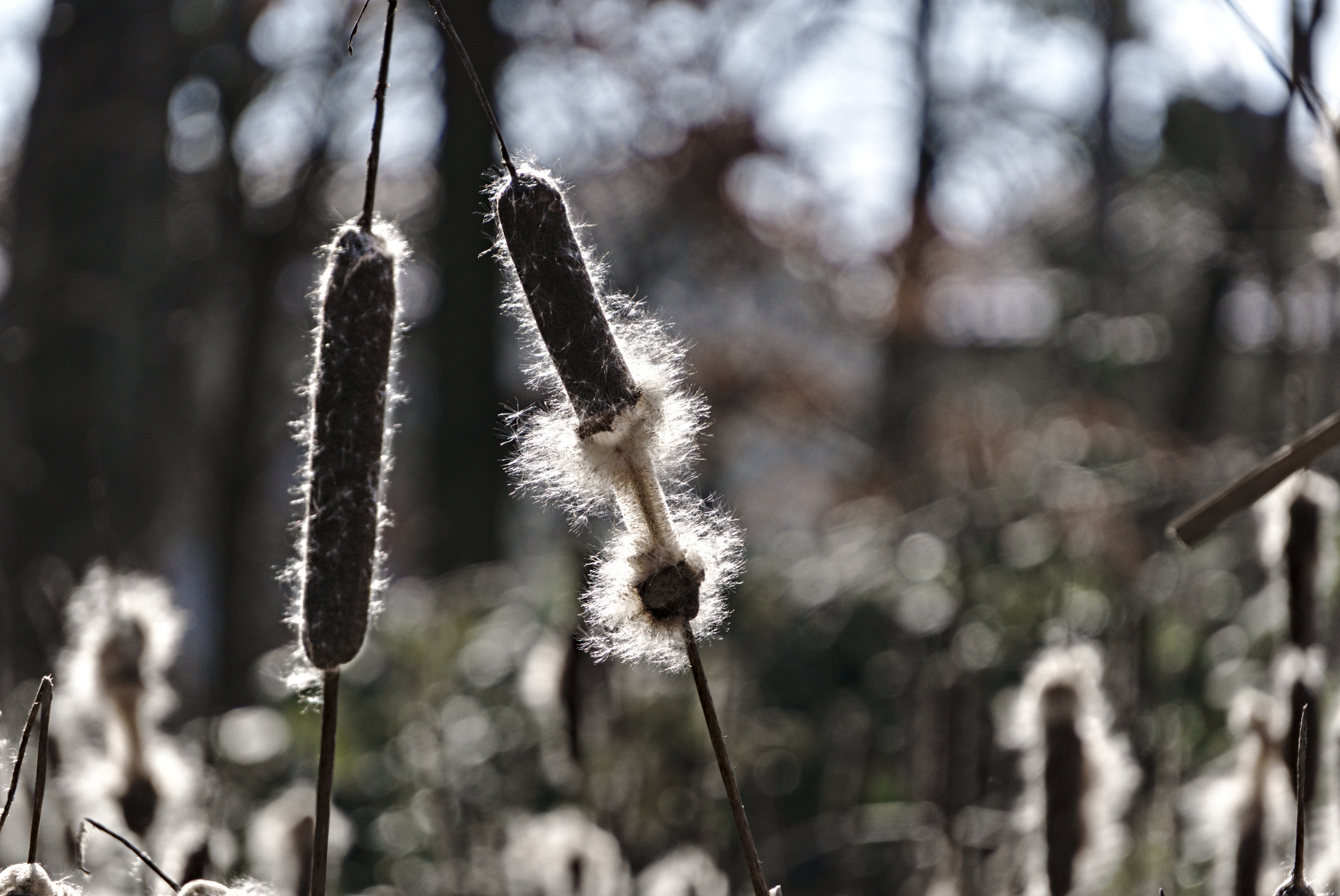 Sony E 55-210mm F4.5-6.3 OSS sample photo. Lampenputzer - typha photography
