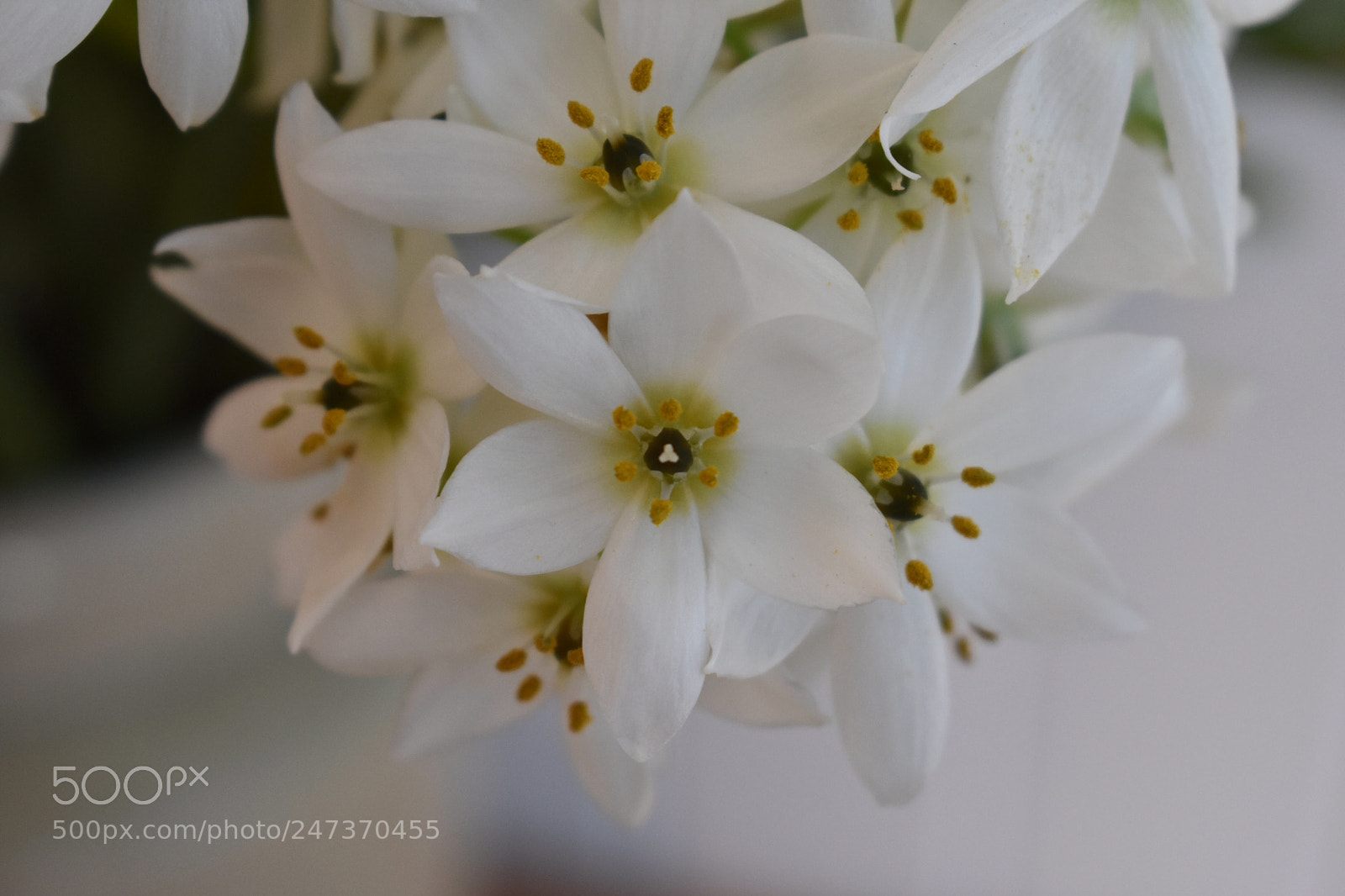 Nikon D3400 sample photo. All dressed in white photography