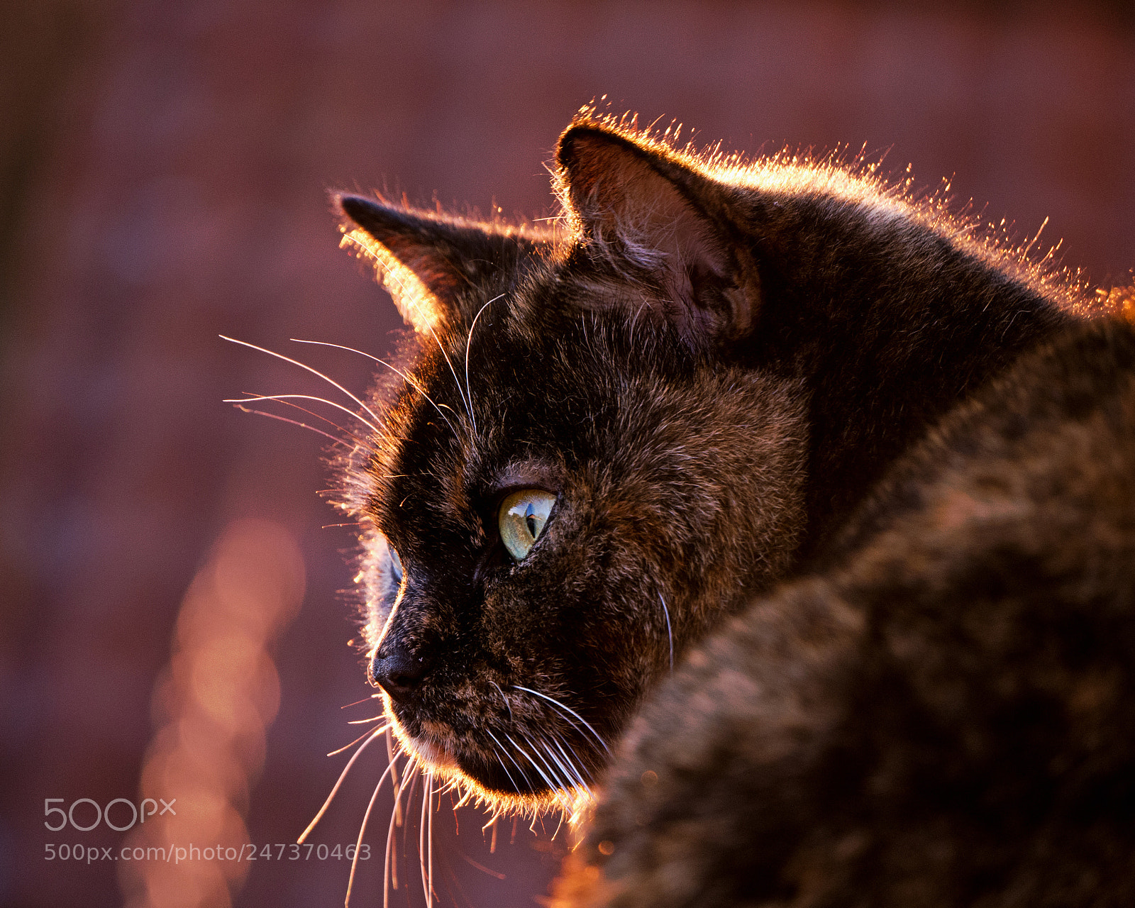 Panasonic DMC-G81 sample photo. ..sundown cat... photography
