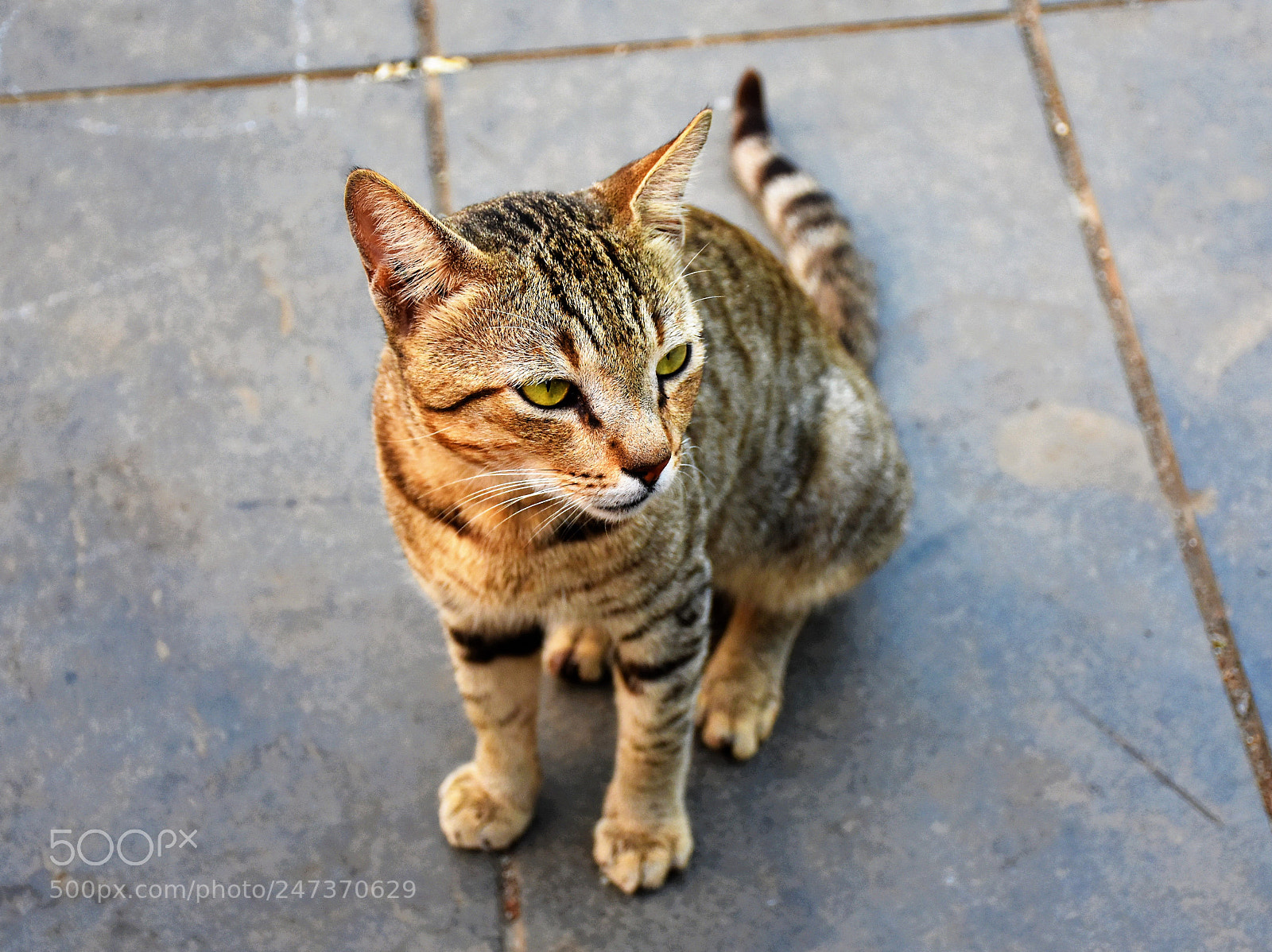 Nikon D7200 sample photo. Sitting pretty! photography
