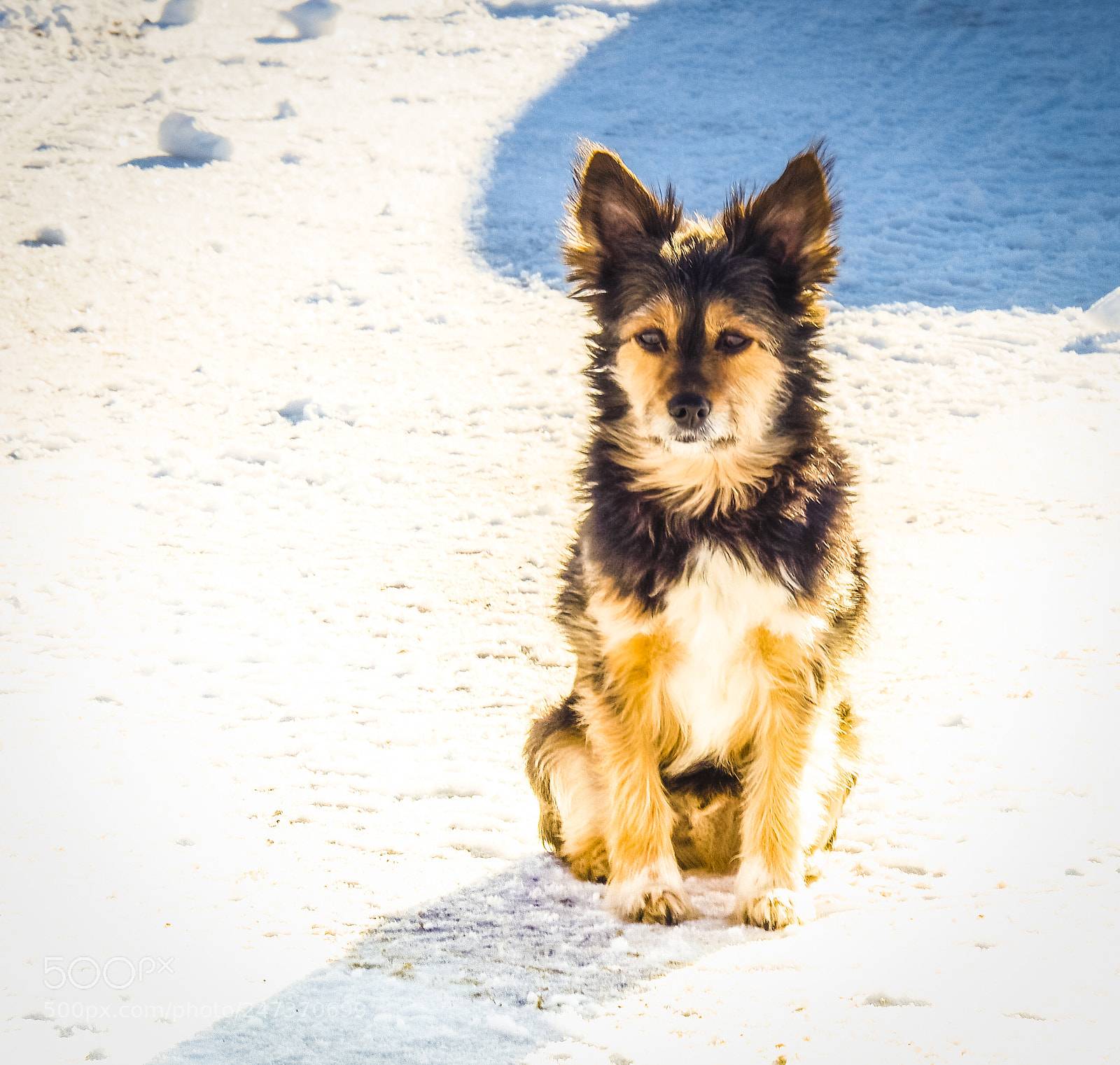 Olympus OM-D E-M1 sample photo. My dog in winter. photography