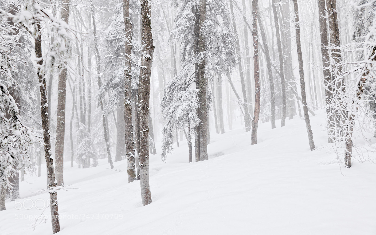 Nikon D850 sample photo. Winter whiteness photography
