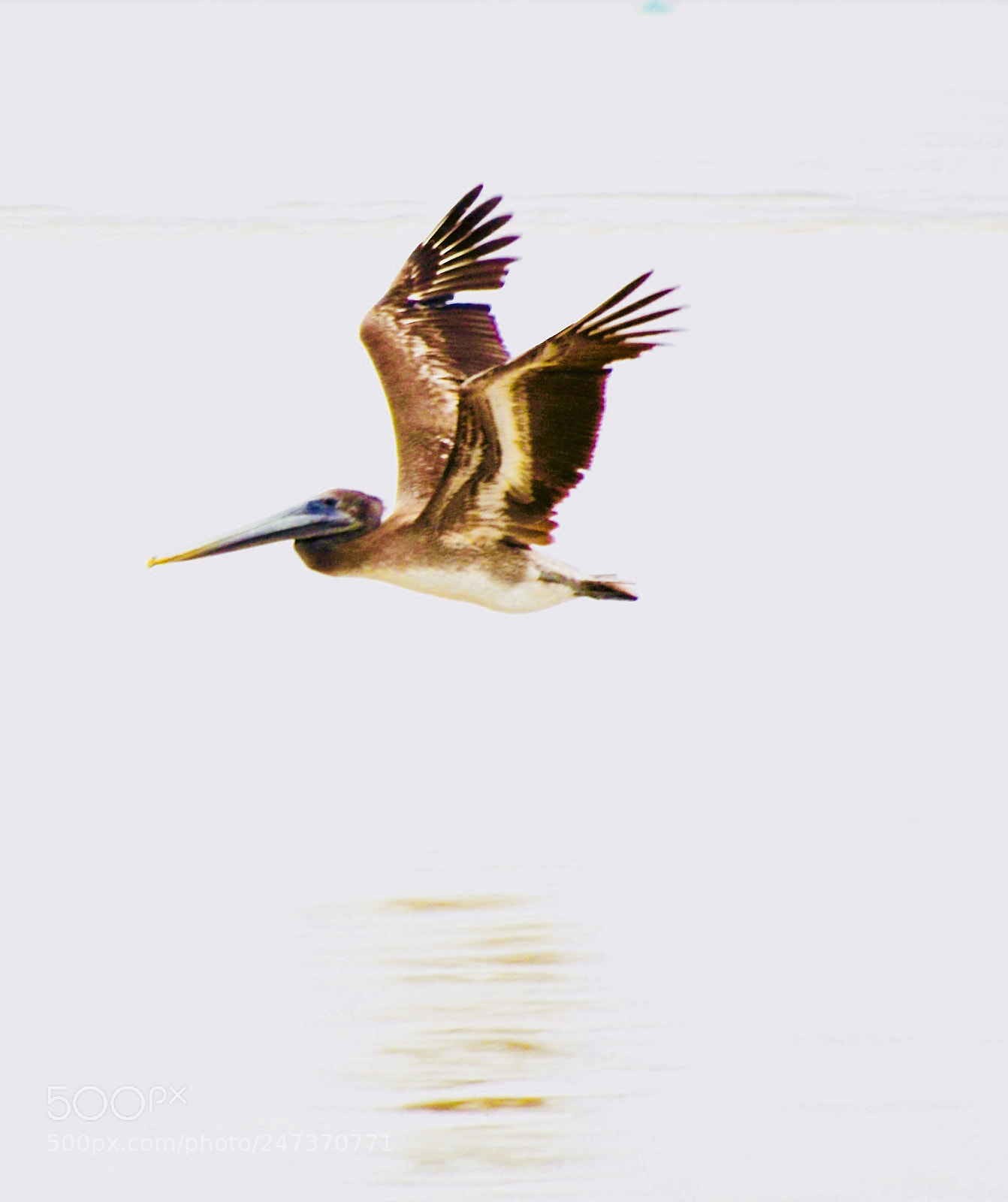 Nikon D7000 sample photo. The pelican photography