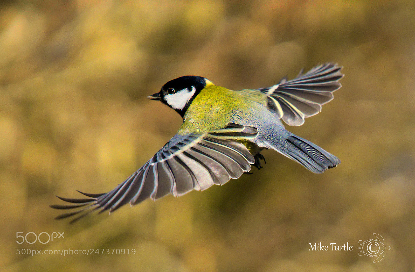 Sony a99 II sample photo. In-flight great tit photography