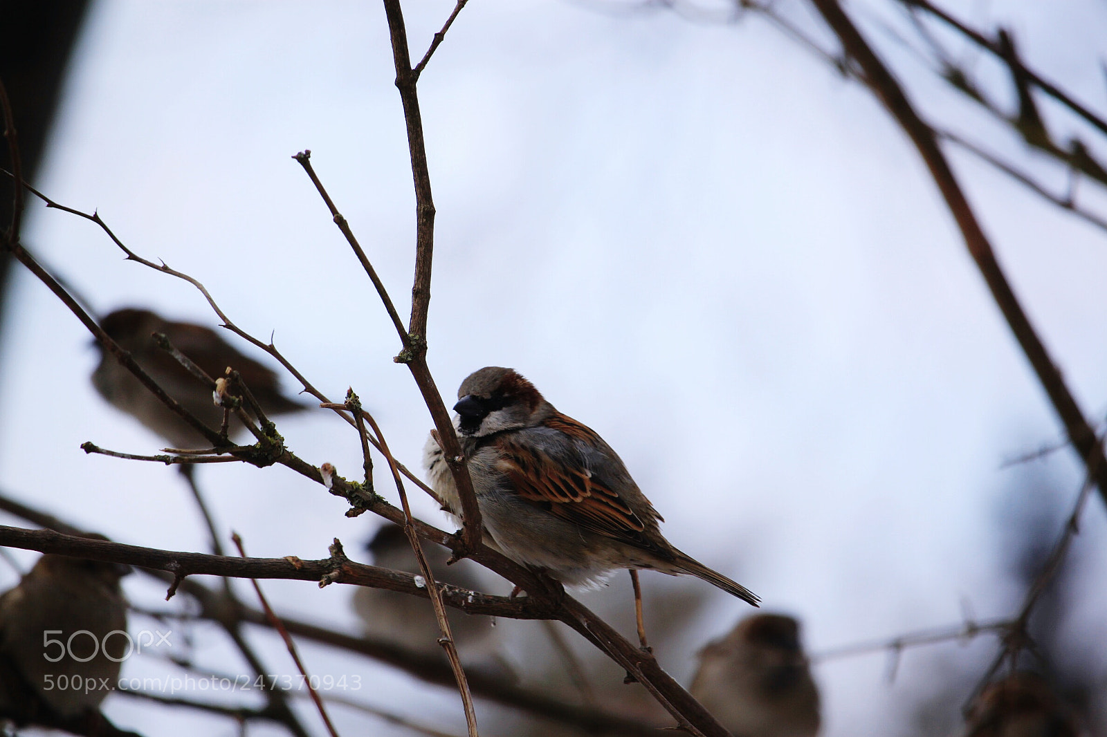 Canon EOS 500D (EOS Rebel T1i / EOS Kiss X3) sample photo. Sparrow photography