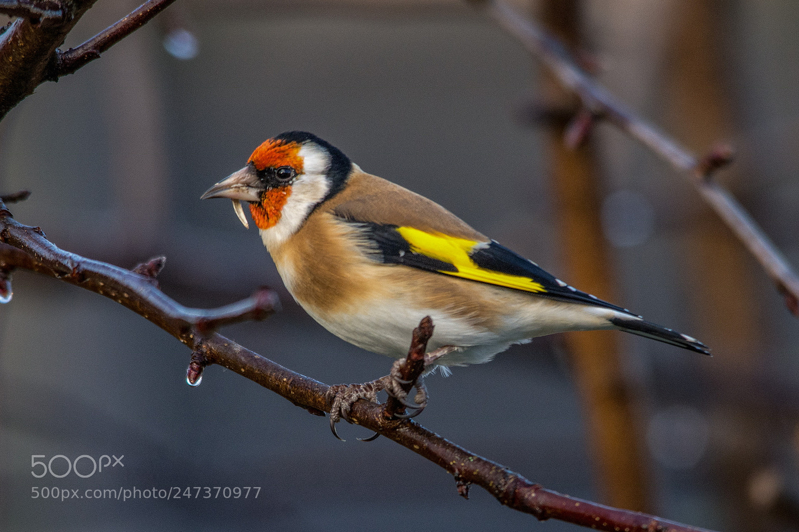 Nikon D7200 sample photo. European goldfinch photography