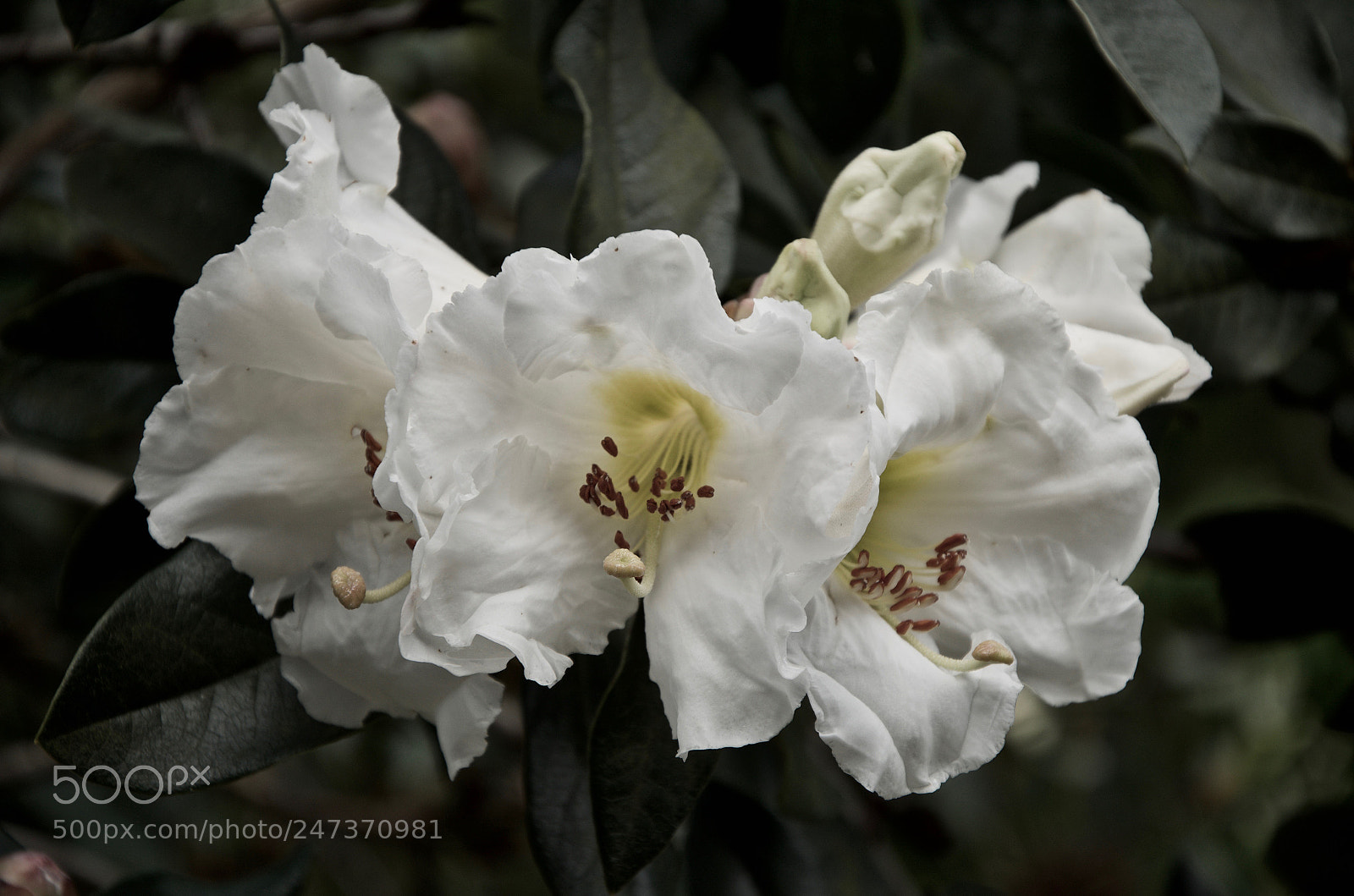 Nikon D5100 sample photo. Perfection from nature photography