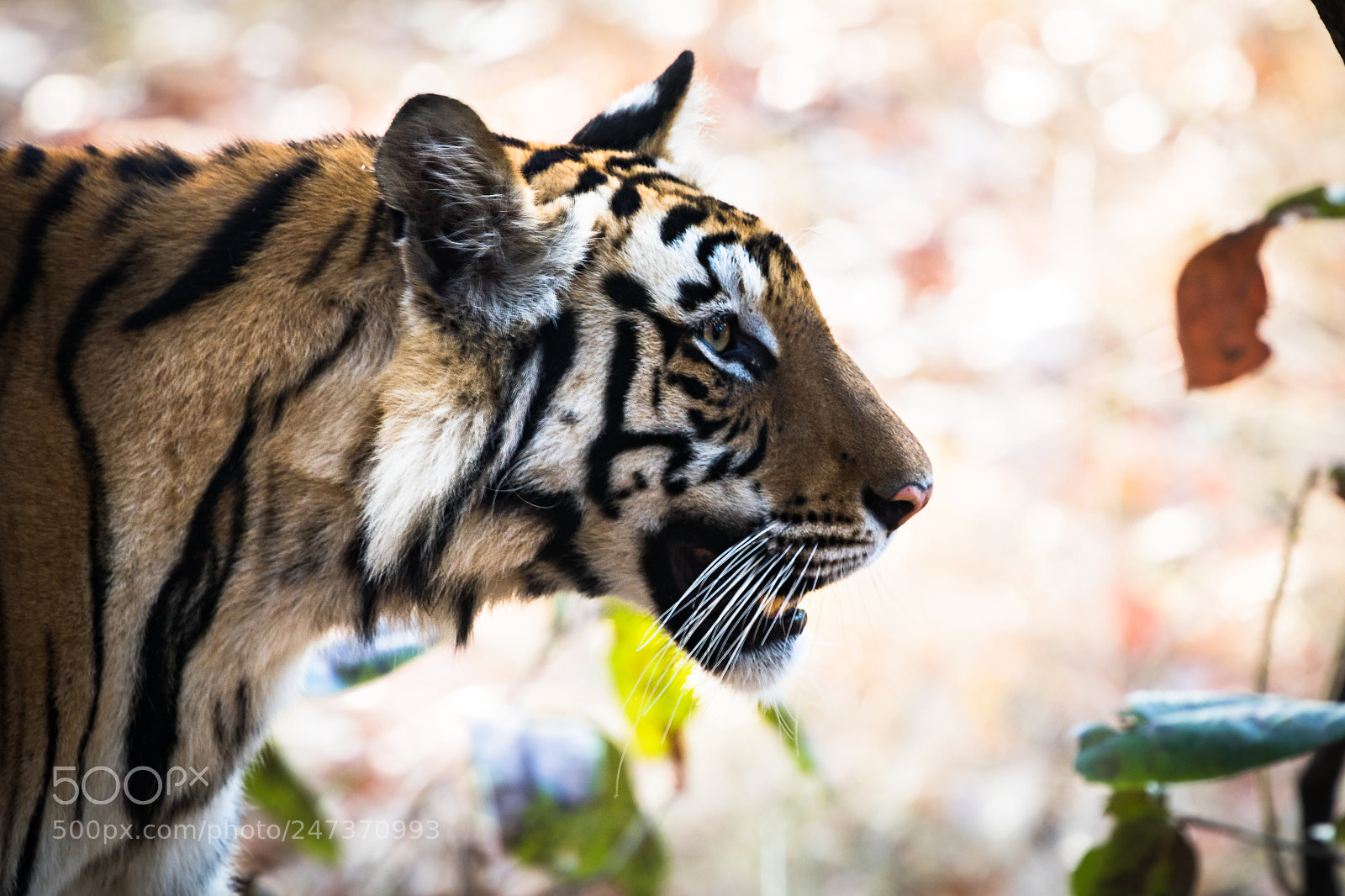 Canon EOS 80D sample photo. Tiger photography