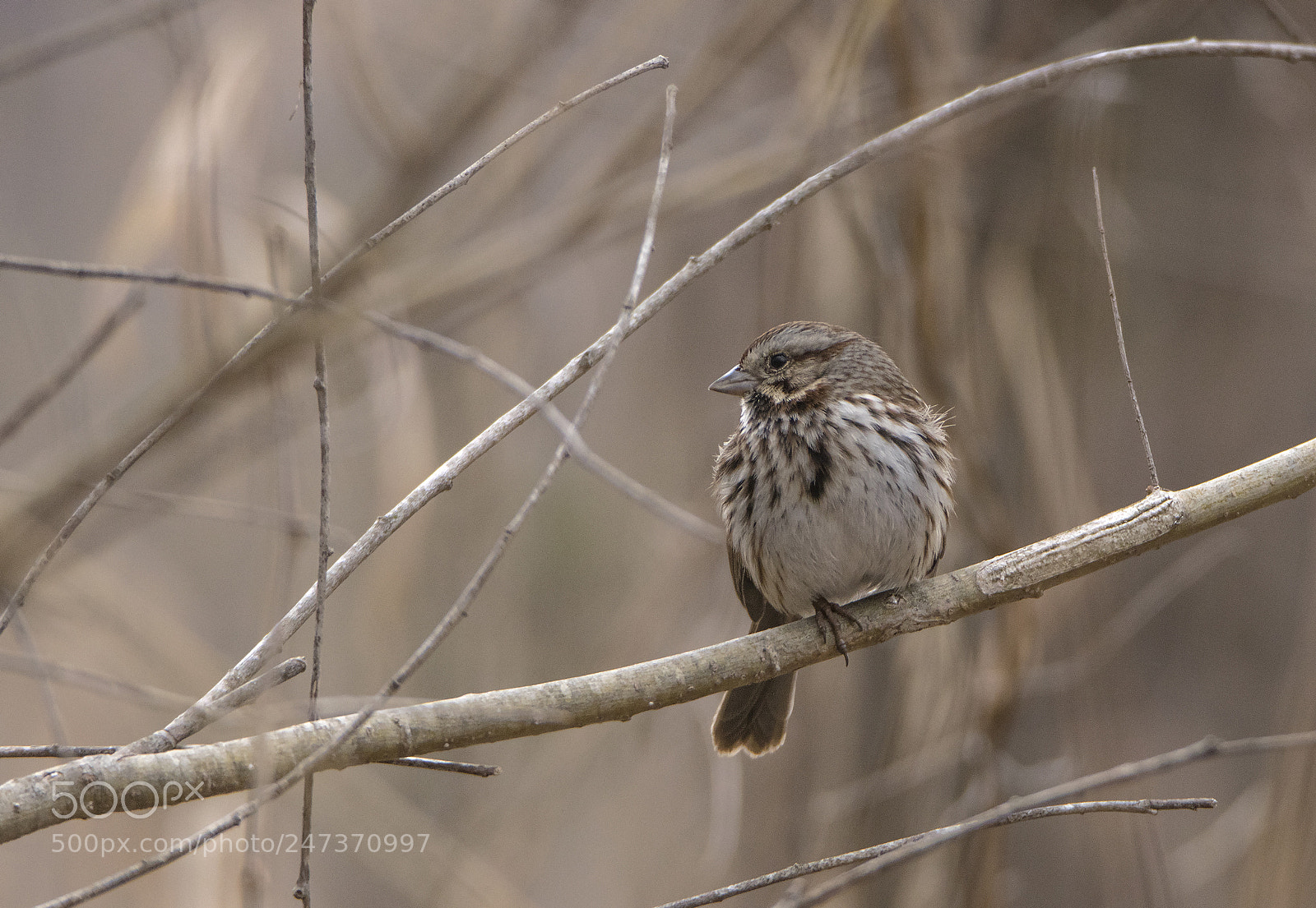 Canon EOS 80D sample photo. Song sparrow between songs photography