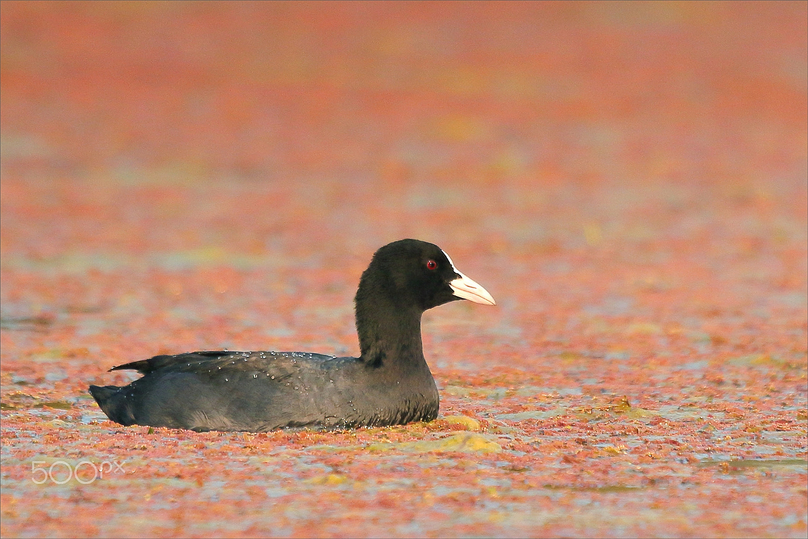 Canon EOS 7D Mark II + Canon EF 100-400mm F4.5-5.6L IS USM sample photo. Eurasian coot in flower bath photography