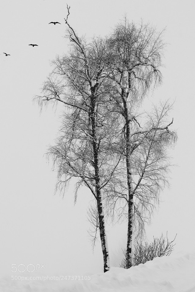 Canon EOS 7D Mark II sample photo. Bifocal anatomy photography