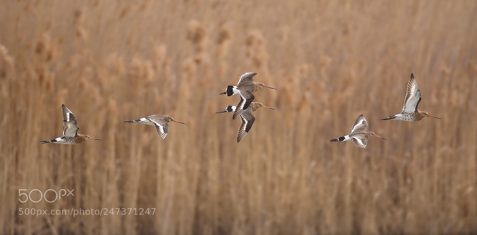 Nikon D7200 sample photo. Black-tailed godwit photography