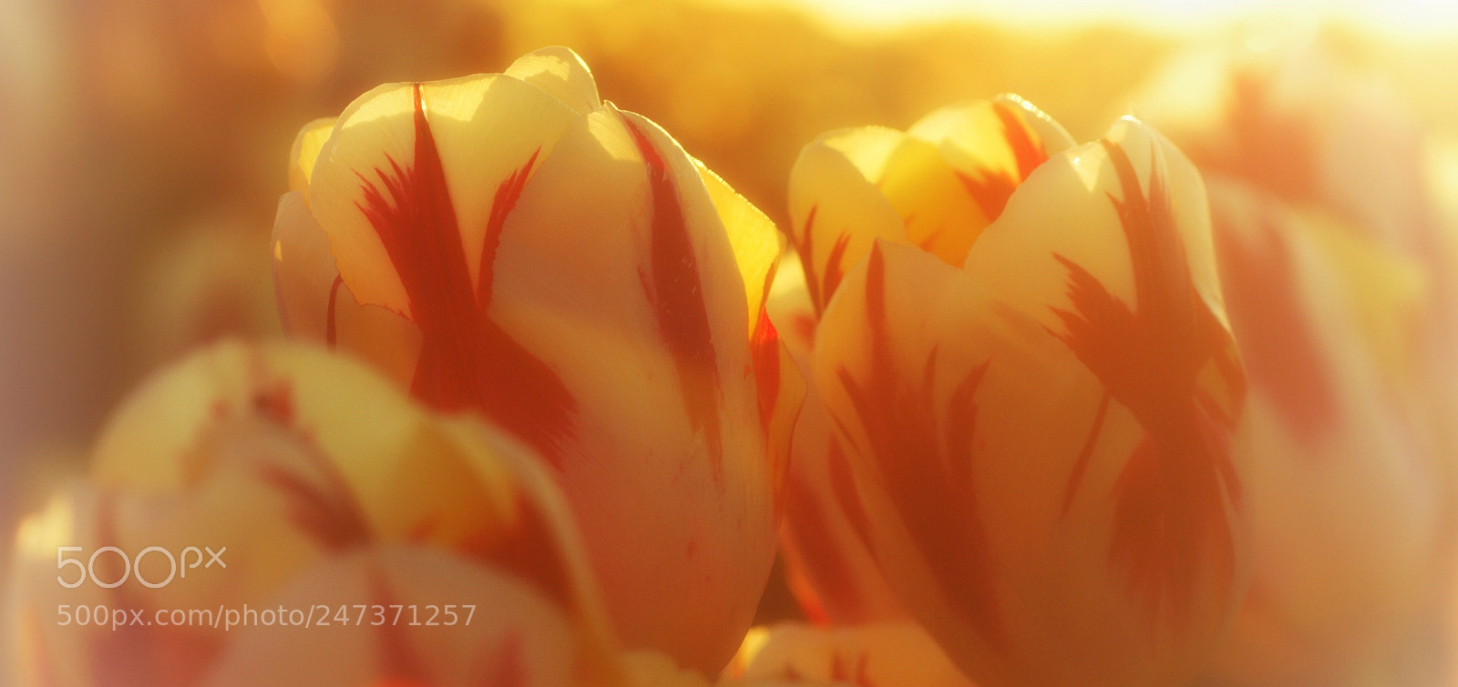 Canon EOS 7D sample photo. Bright side of summer photography