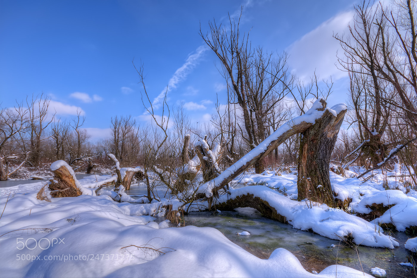 Nikon D7200 sample photo. Broken tree photography