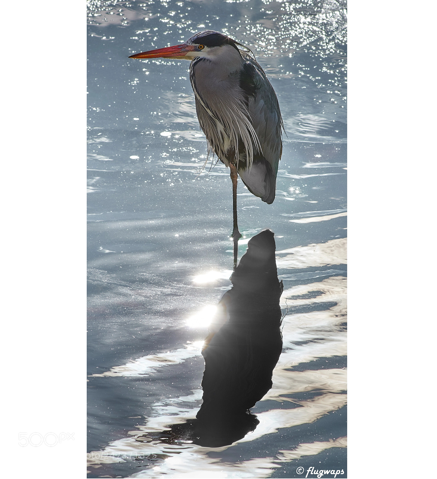 Sony a6500 sample photo. Grey heron at a photography