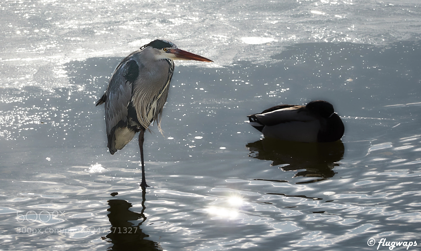 Sony a6500 sample photo. Grey heron at a photography