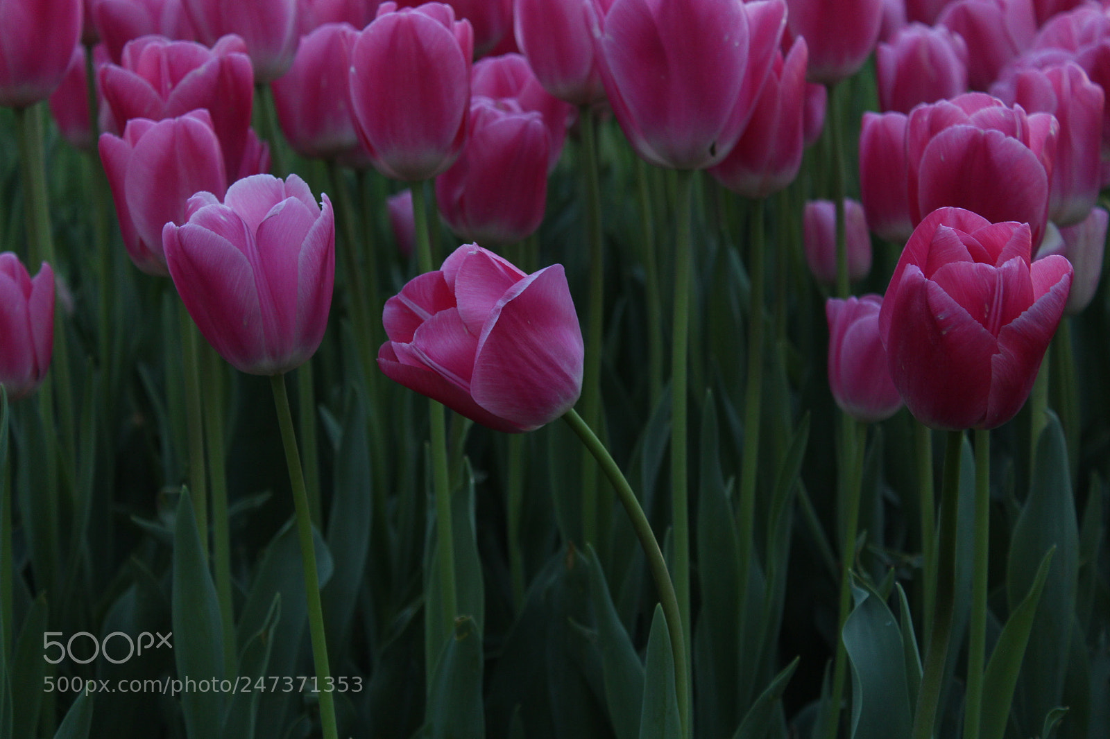 Canon EOS 650D (EOS Rebel T4i / EOS Kiss X6i) sample photo. Pink photography