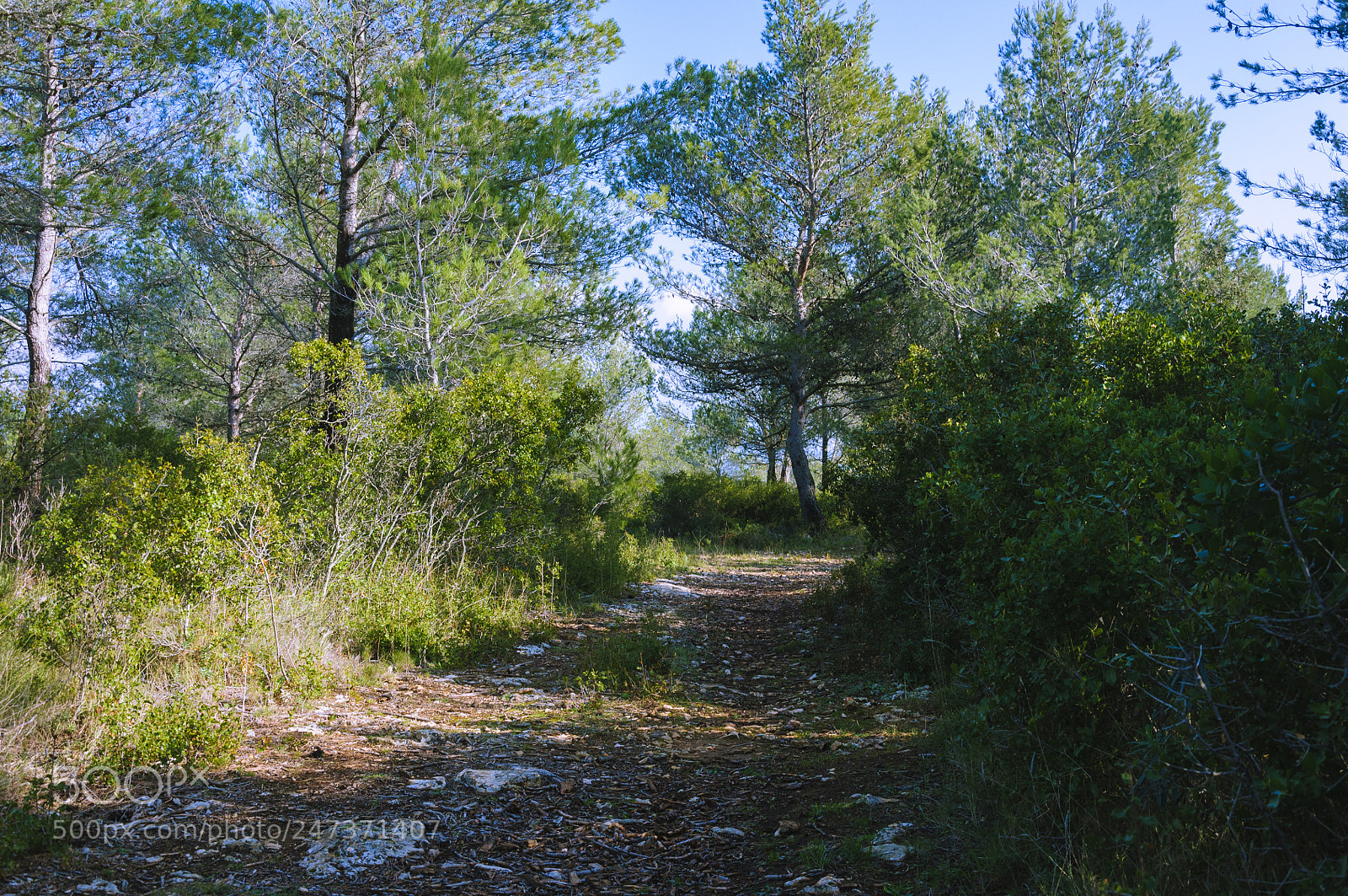 Nikon D90 sample photo. Chemin boisée photography